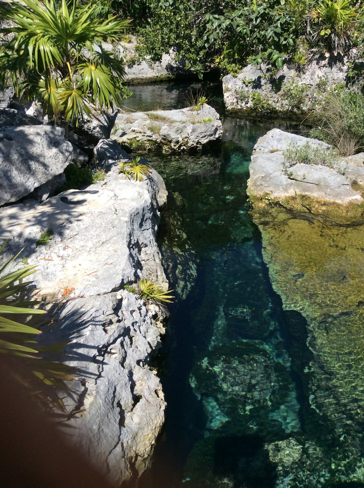 Piscina Naturalizada: Como Projetar uma Piscina Biológica de Alto Padrão