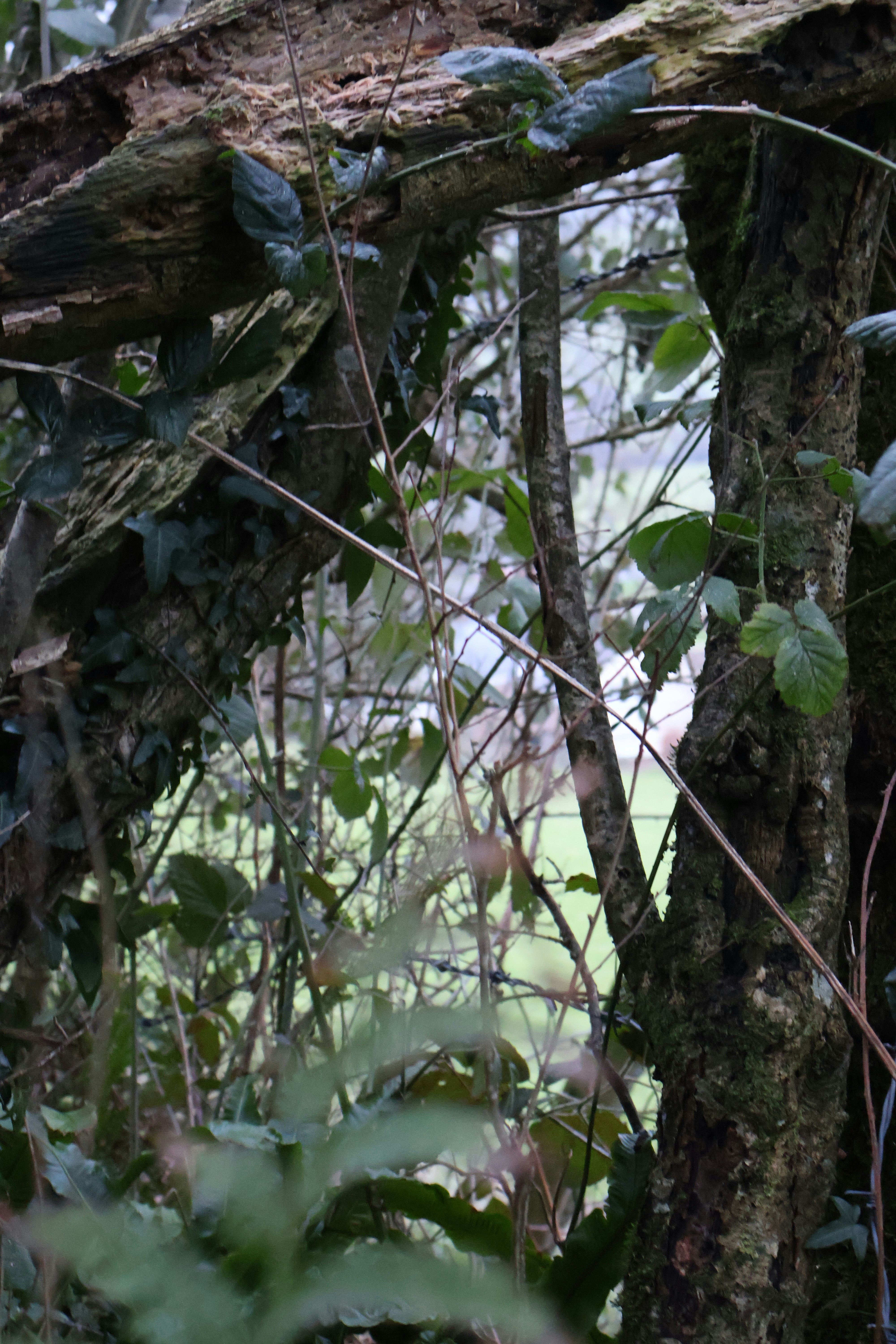 Photo by tanyabarrow