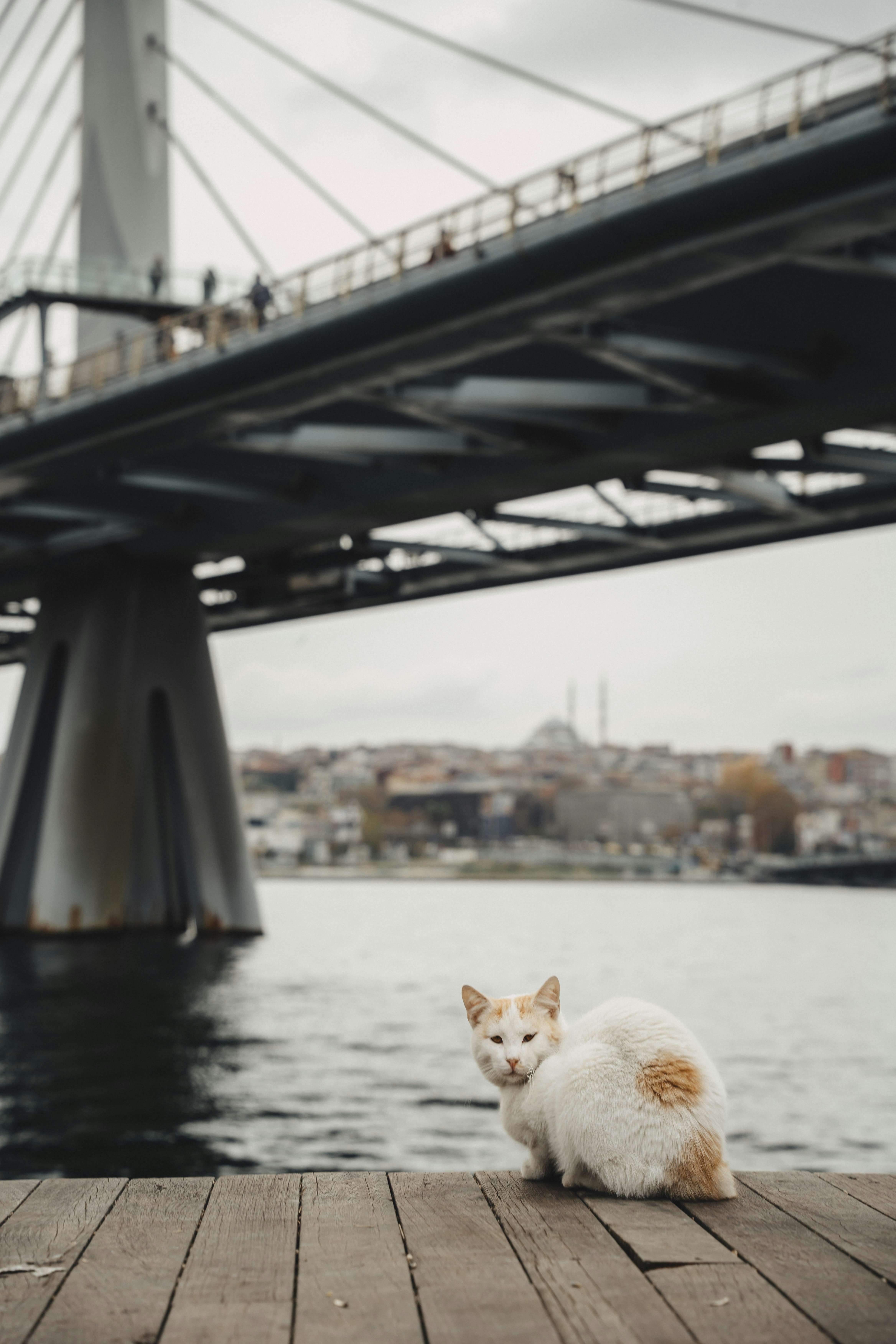 Un gato blanco y naranja está sentado en un muelle de madera.