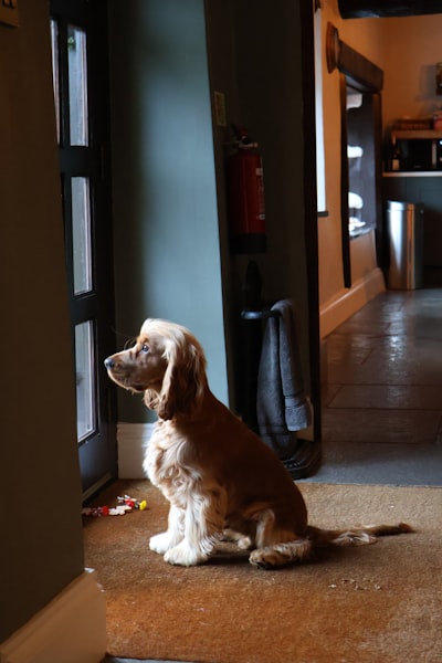 A cocker spaniel sitting calmly by a glass door, waiting patiently for a cue from their owner
