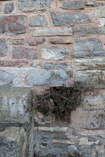 Can Weeds Damage Brick Walls?