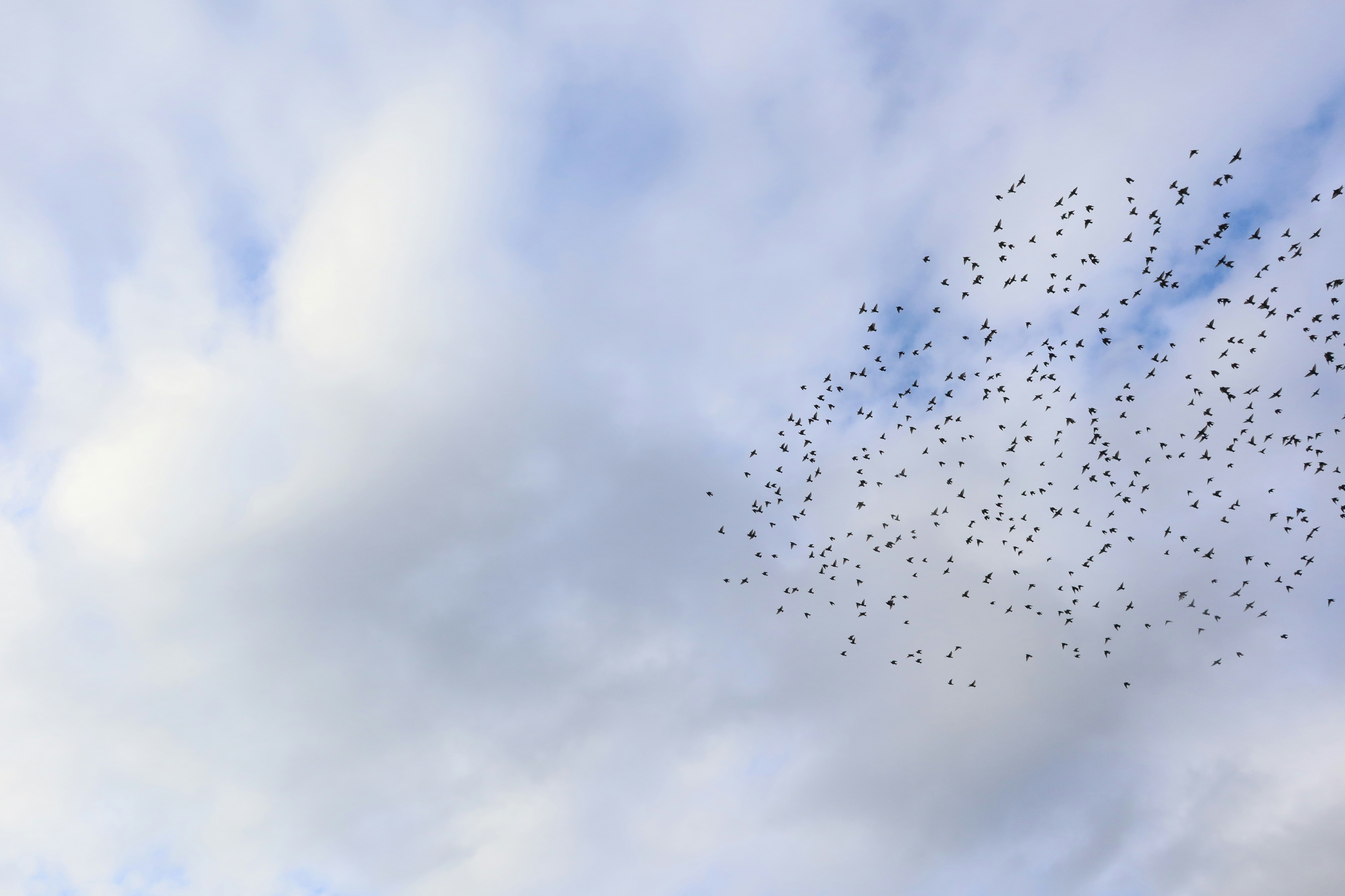 A flock of birds flying in a cloudy sky.