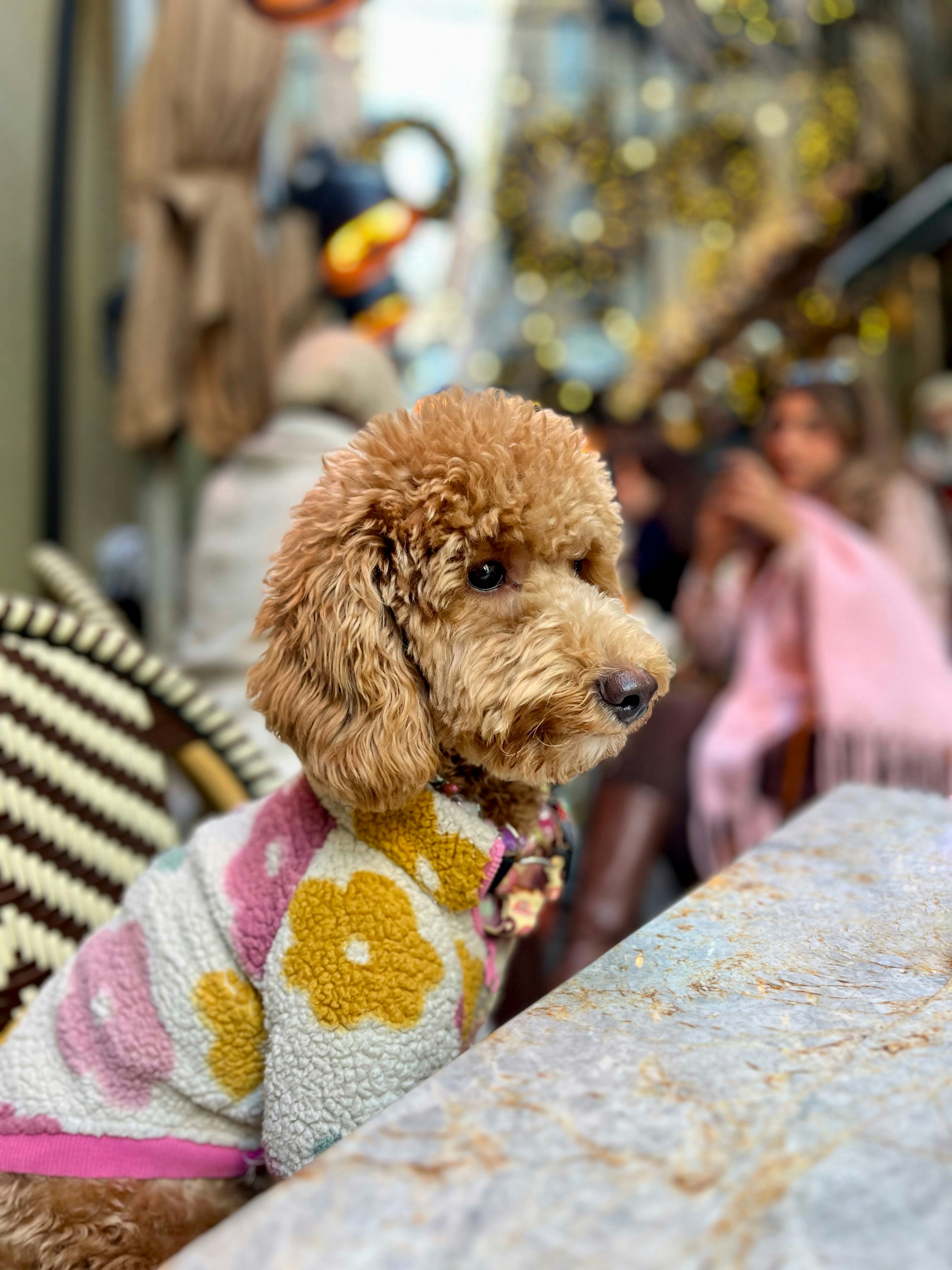 花柄のセーターを着たプードルがテーブルに座っている。