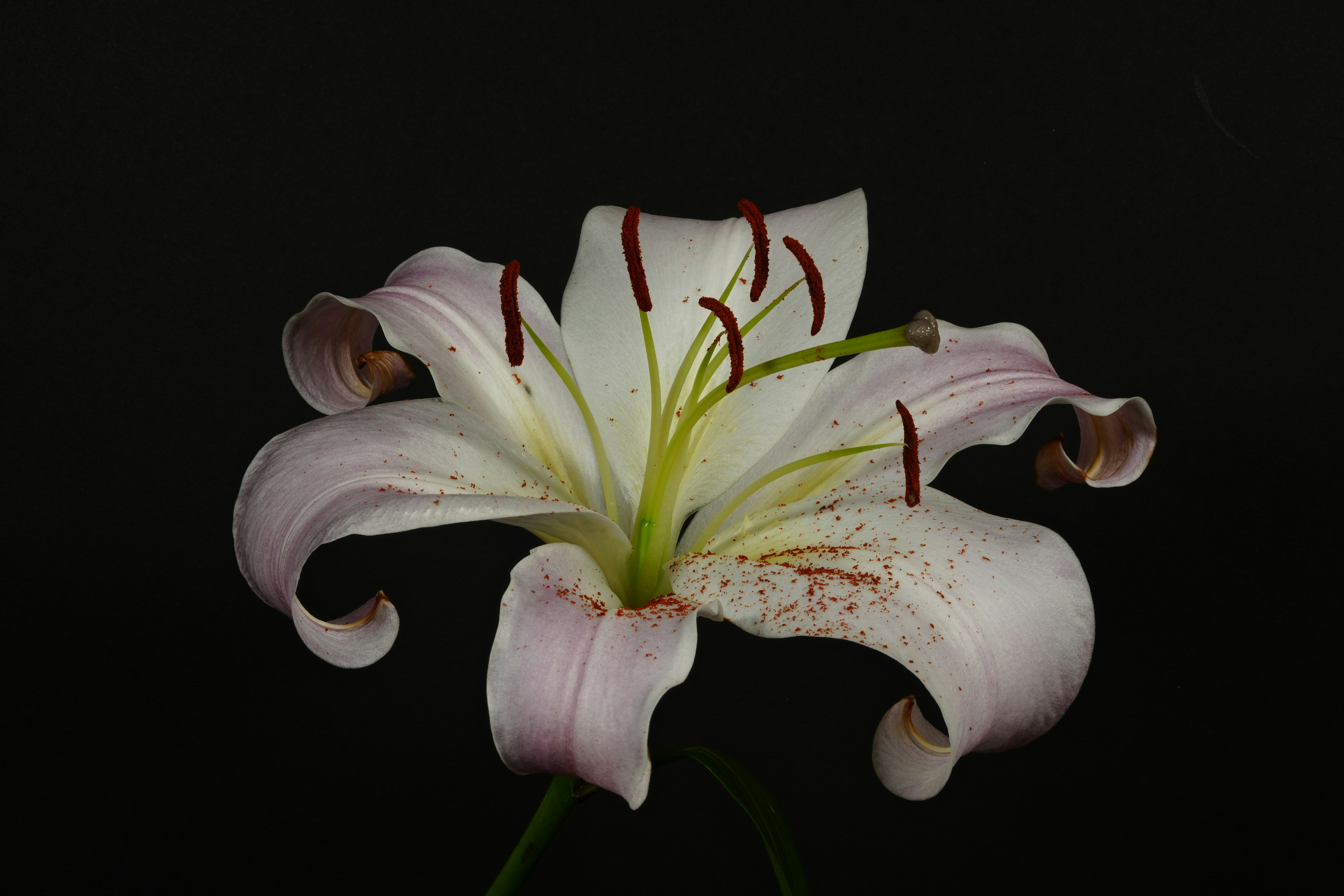 A delicate white lily with pink accents on black.
