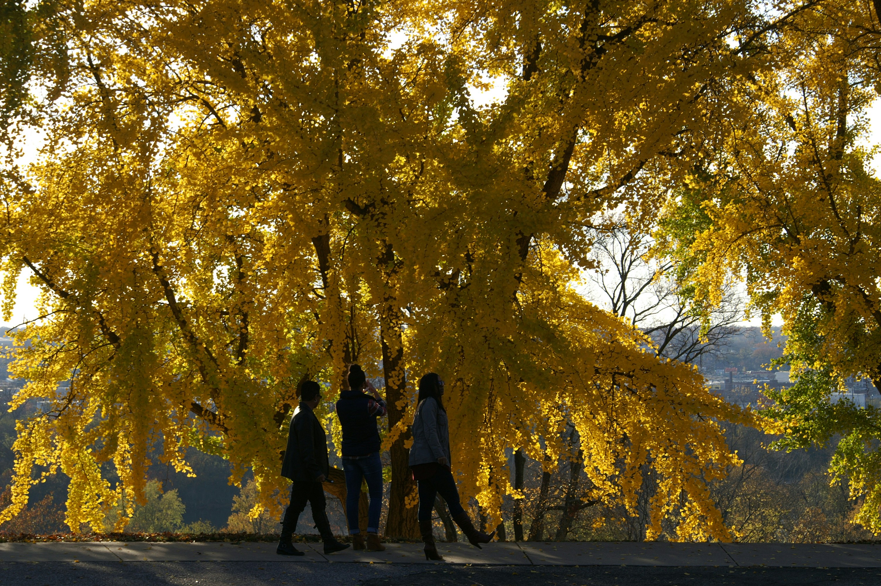 People walking under vibrant yellow autumn trees.