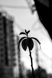 Silhouette of a plant sprout against a blurred cityscape.