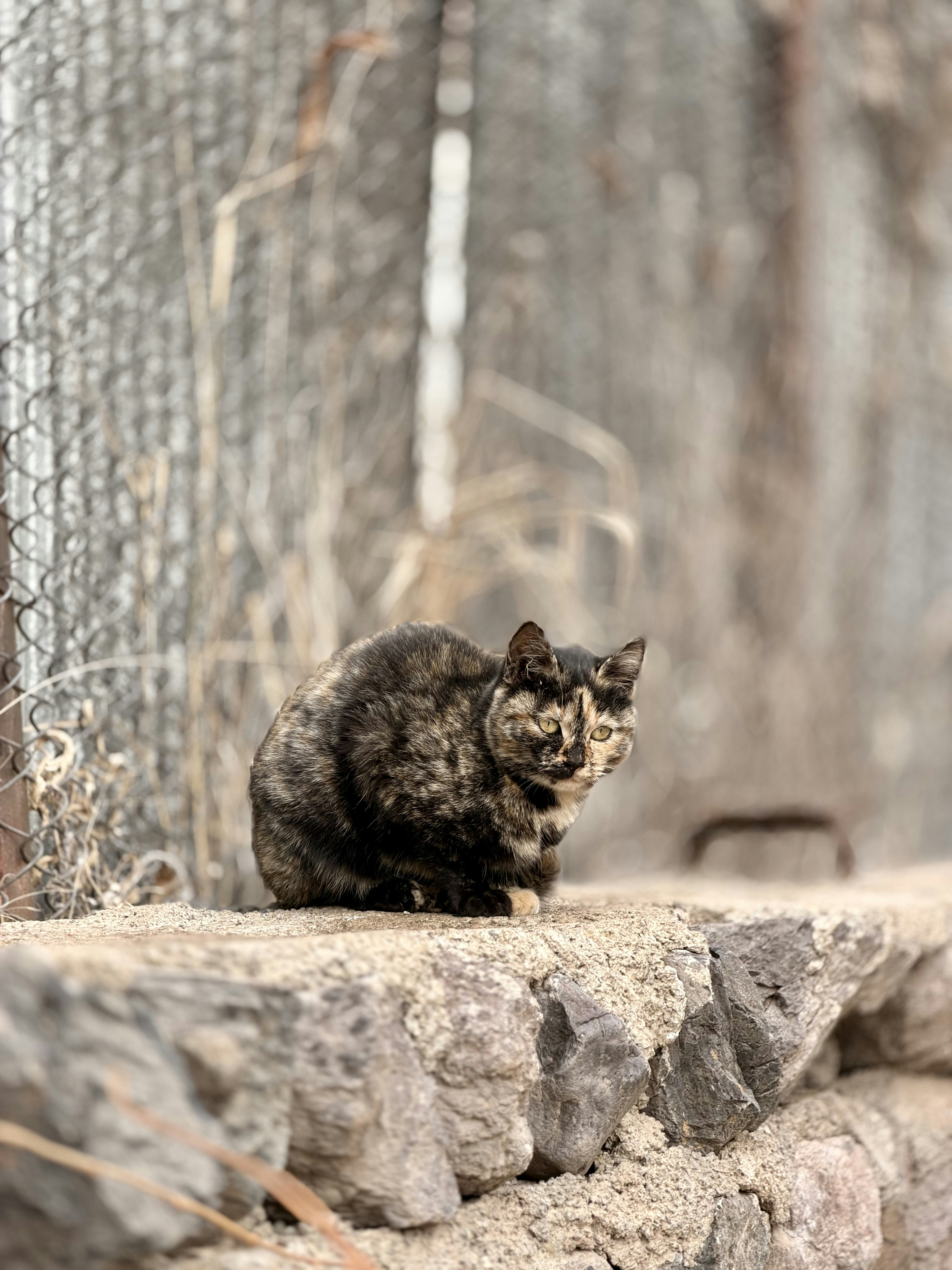 べっ甲猫が石の壁の上に座っています。