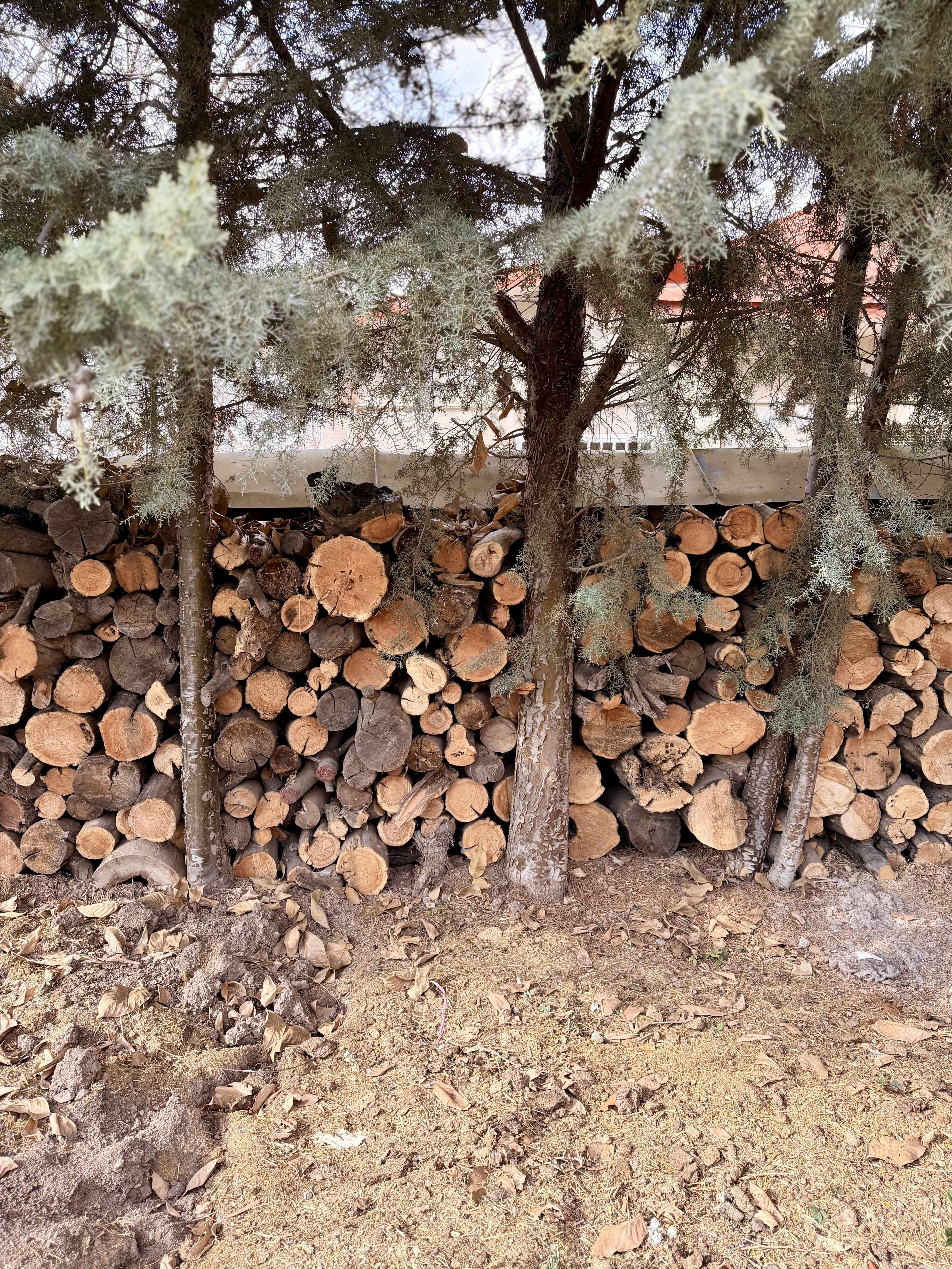 地衣類の生えた木の後ろに積み上げられた薪