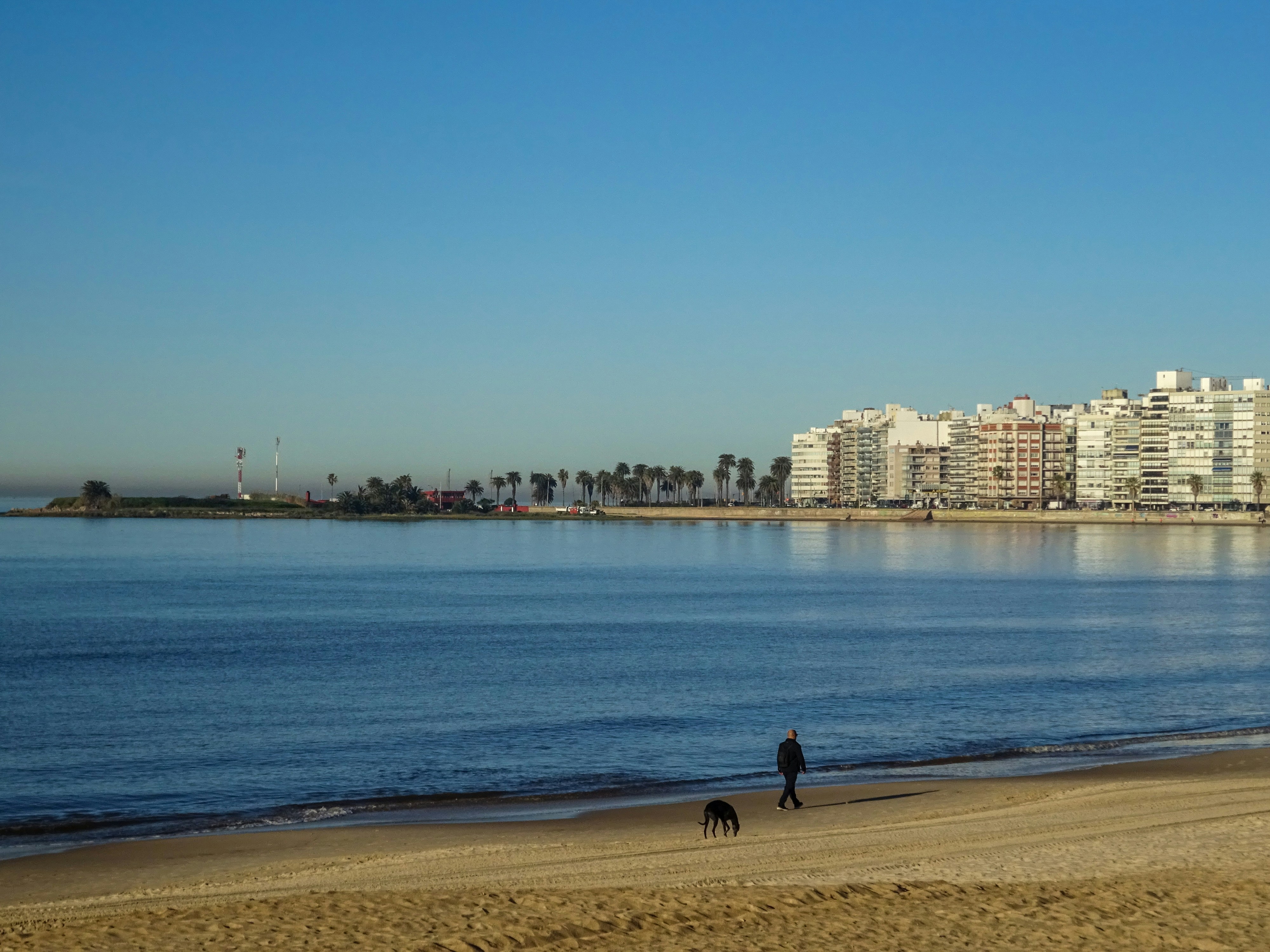 Person walking dog on beach with city skyline.