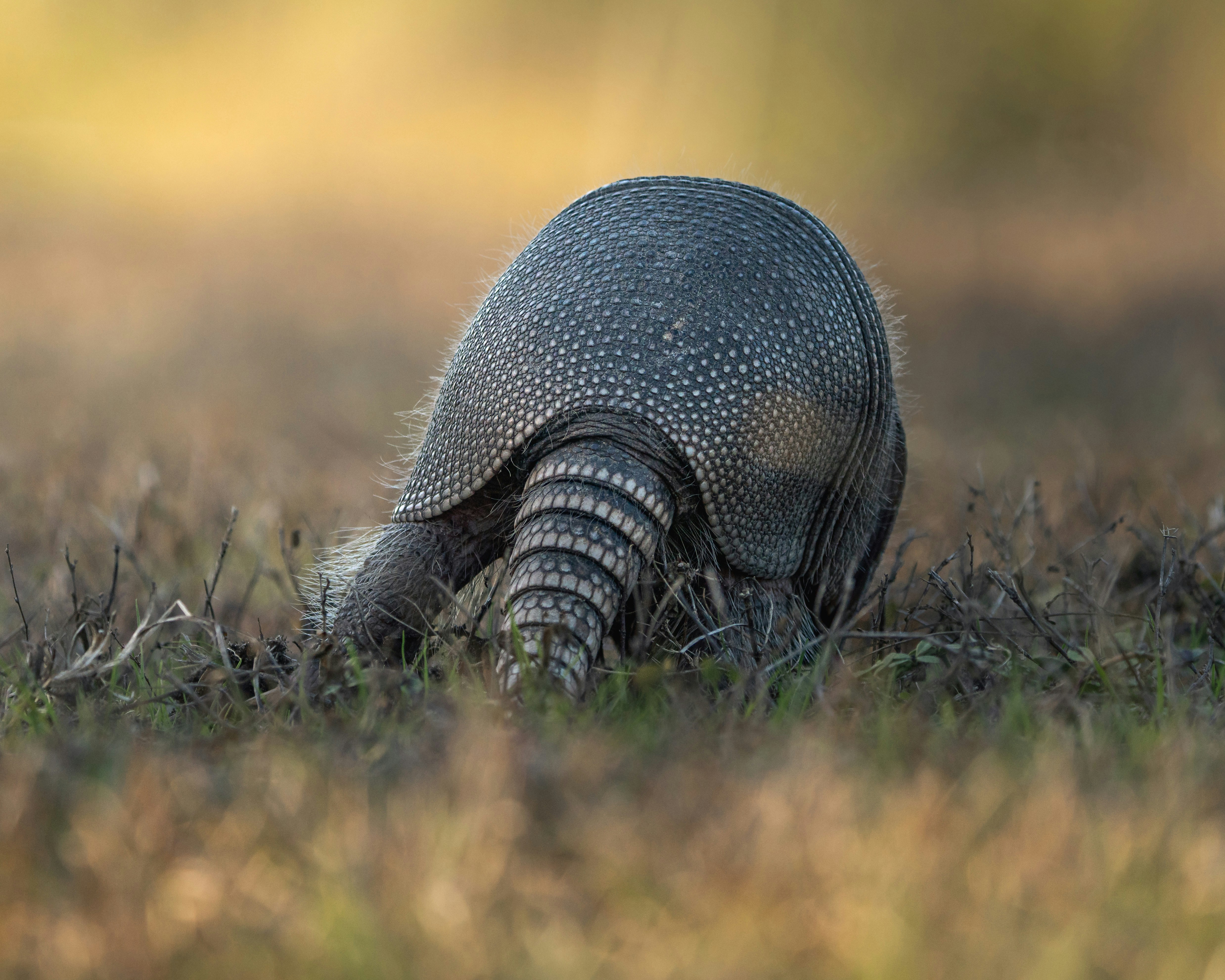 Armadillo digging in dry grass with blurred background.