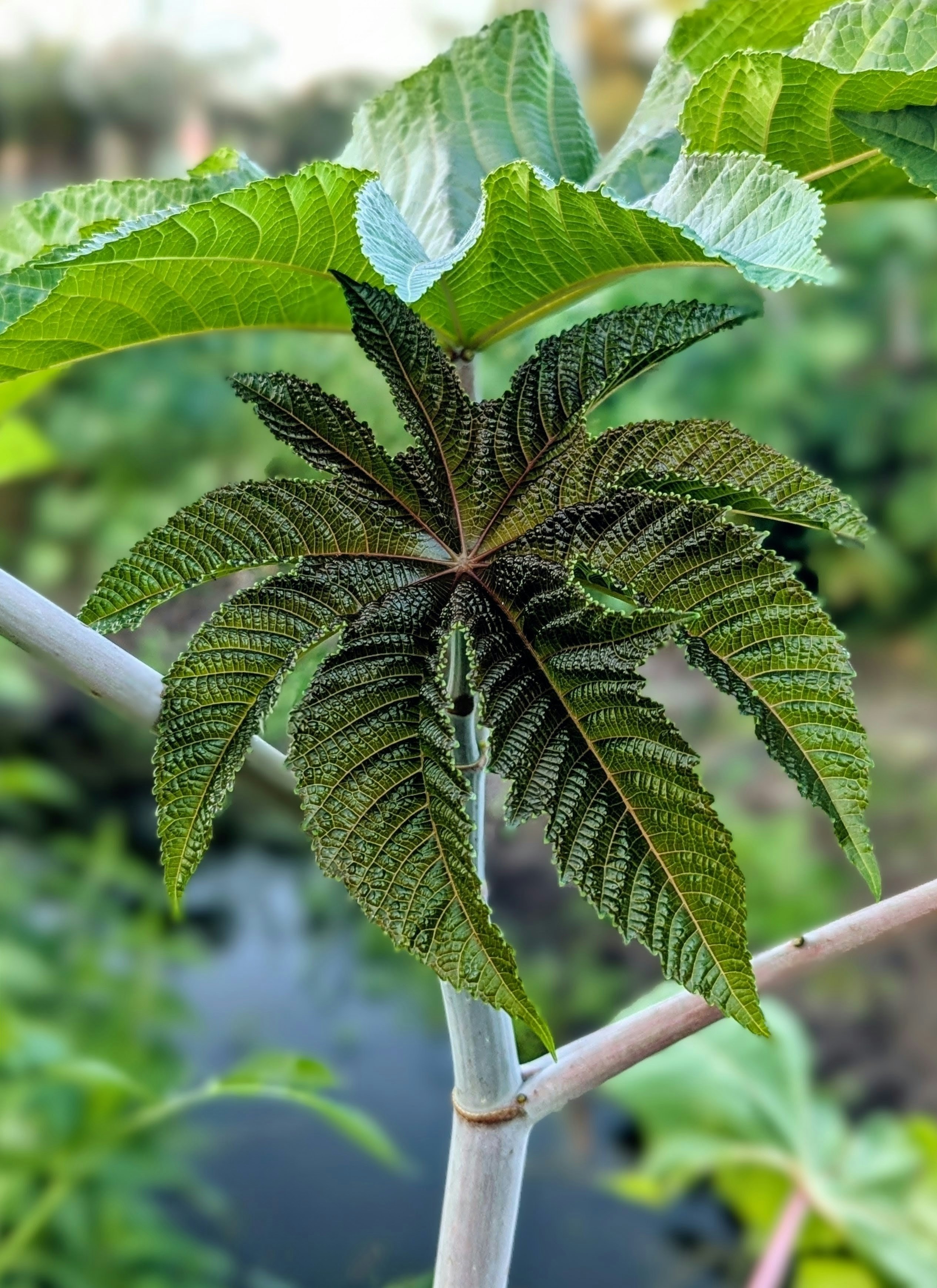 Close-up of a large green serrated leaf on a plant.