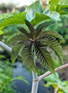 Close-up of a large green serrated leaf on a plant.