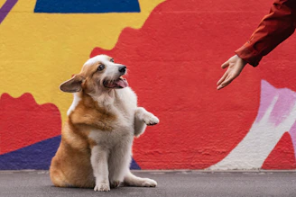 un chien heureux qui tend la patte au veterinaire comportementaliste de rézoolution