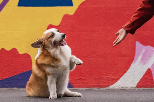 un chien heureux qui tend la patte au veterinaire comportementaliste de rézoolution