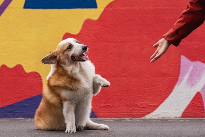 Dog Body Language