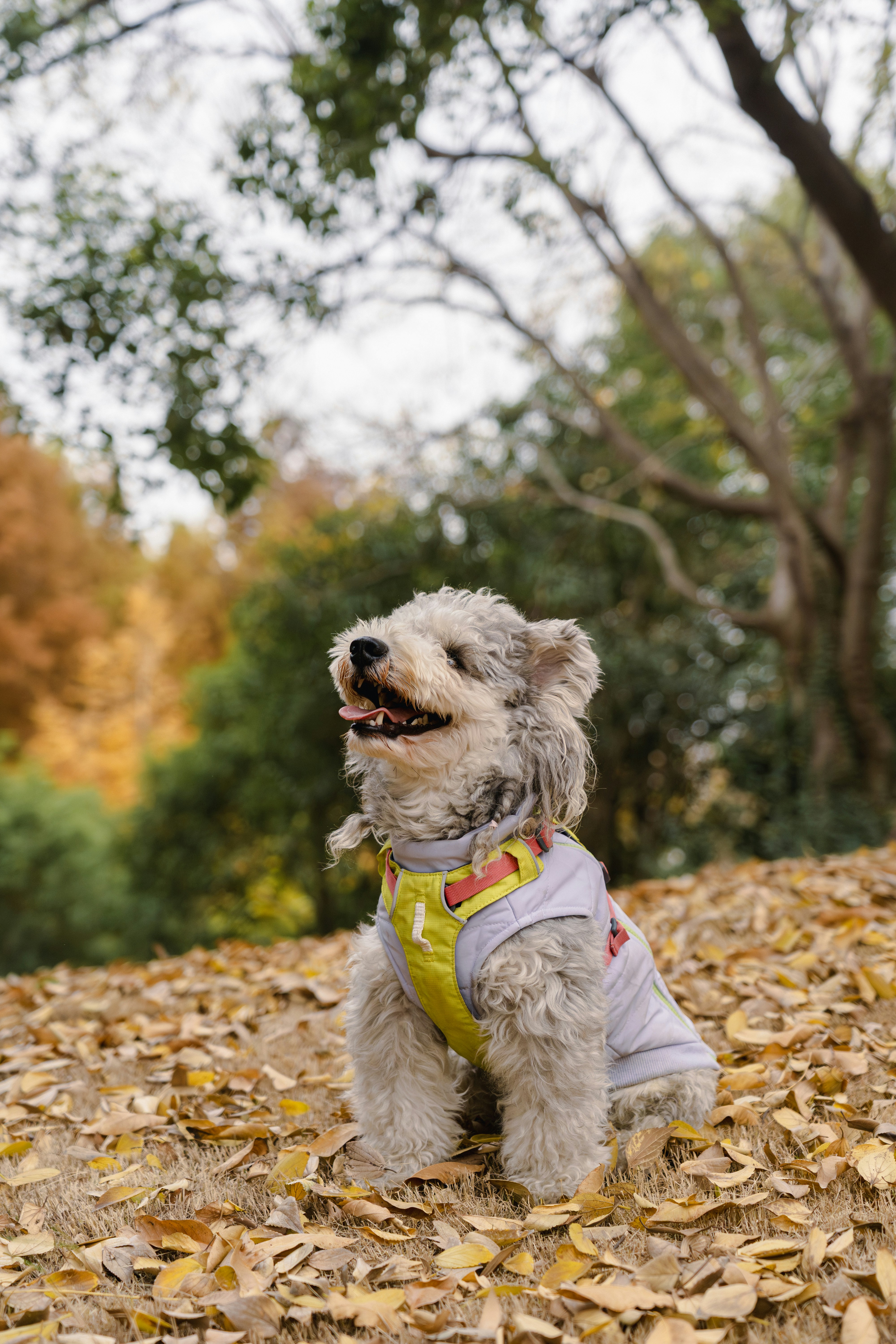 A fluffy dog sits on autumn leaves in a park.