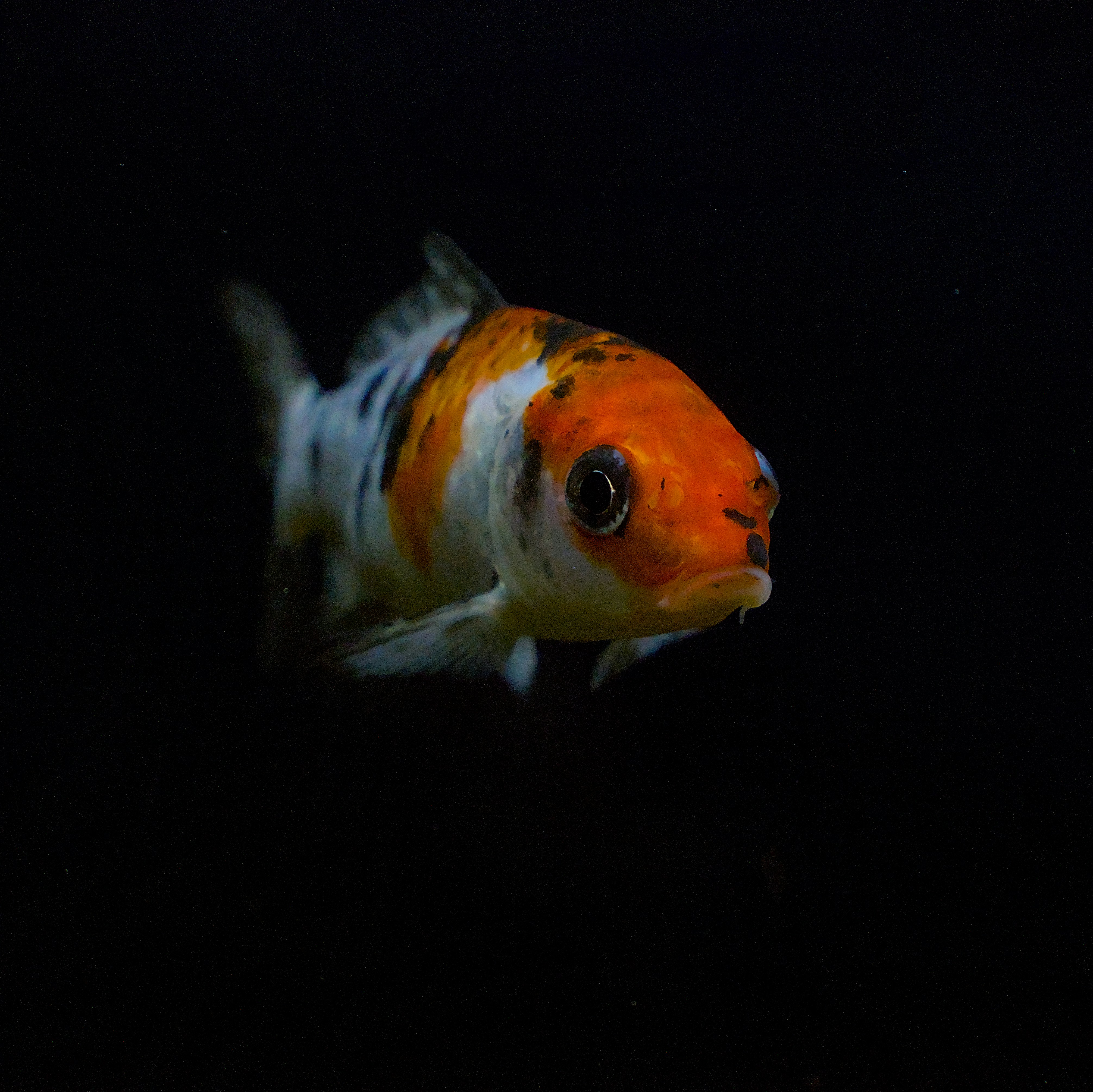 Photo by raja_clicks