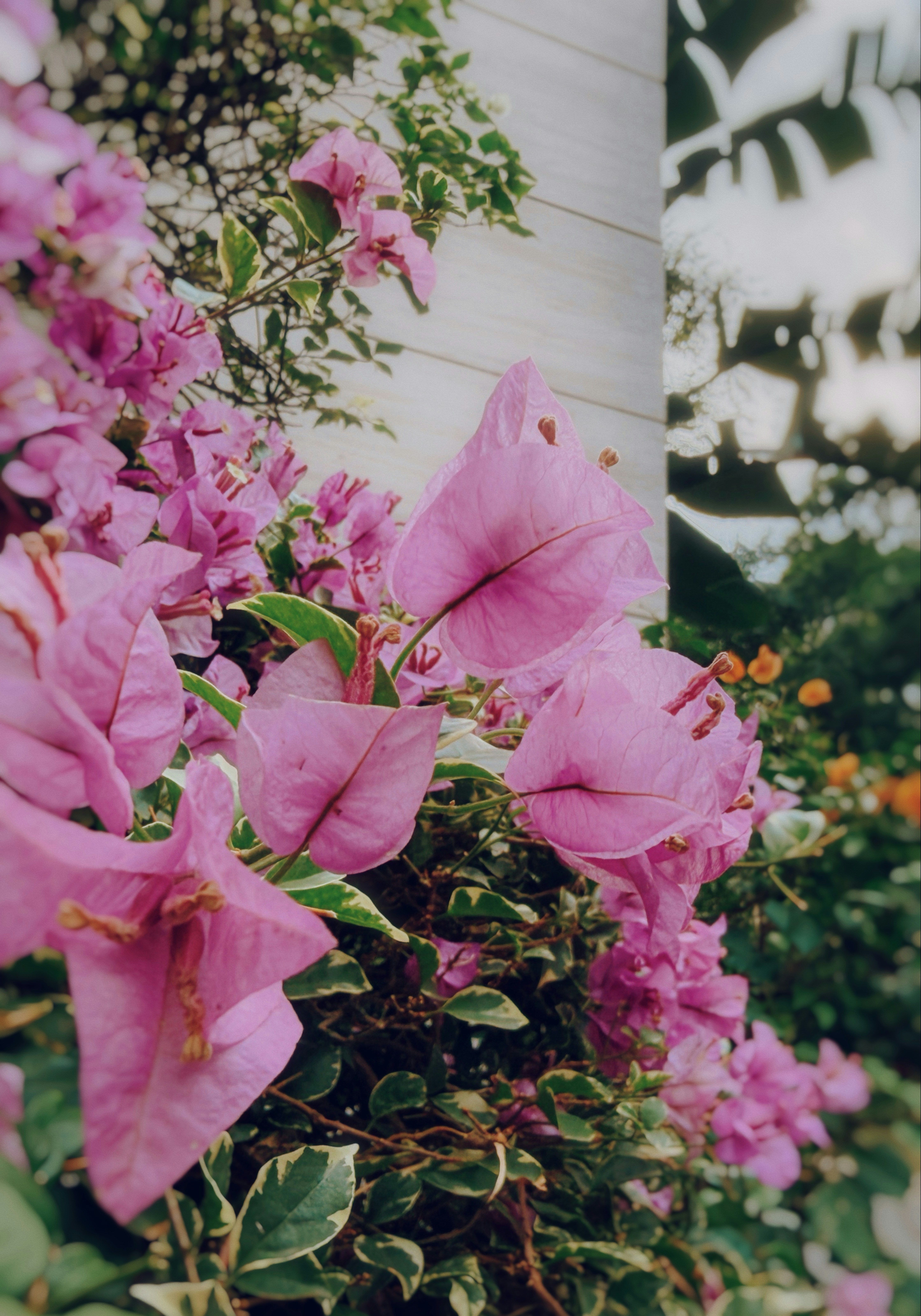Pink bougainvillea flowers climbing a white wall.