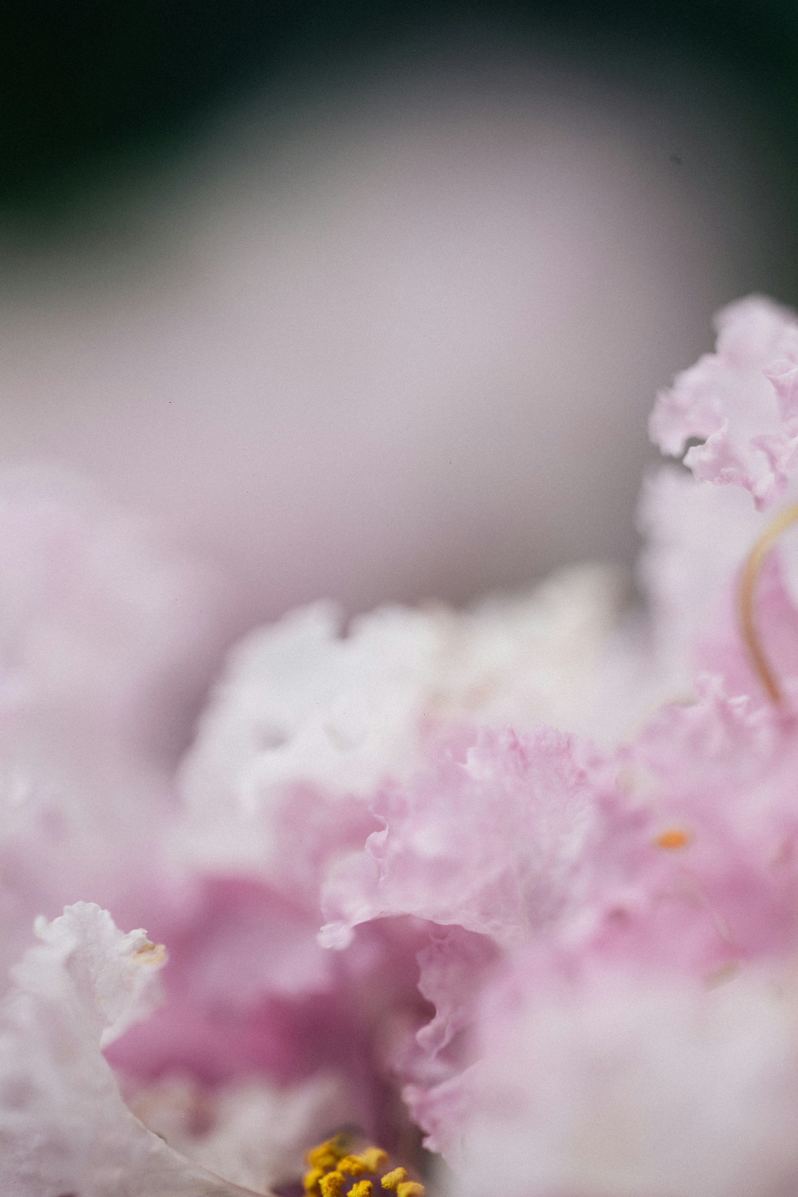 Photo by tsuyoshikozu