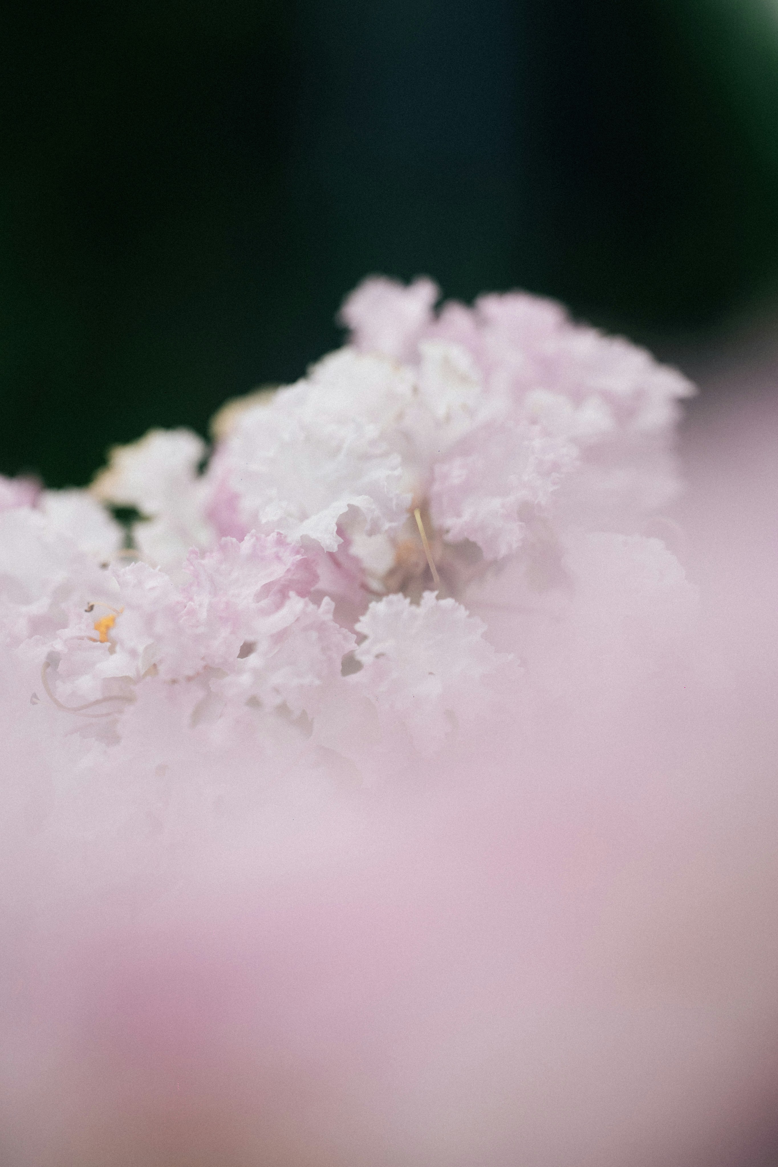 Photo by tsuyoshikozu