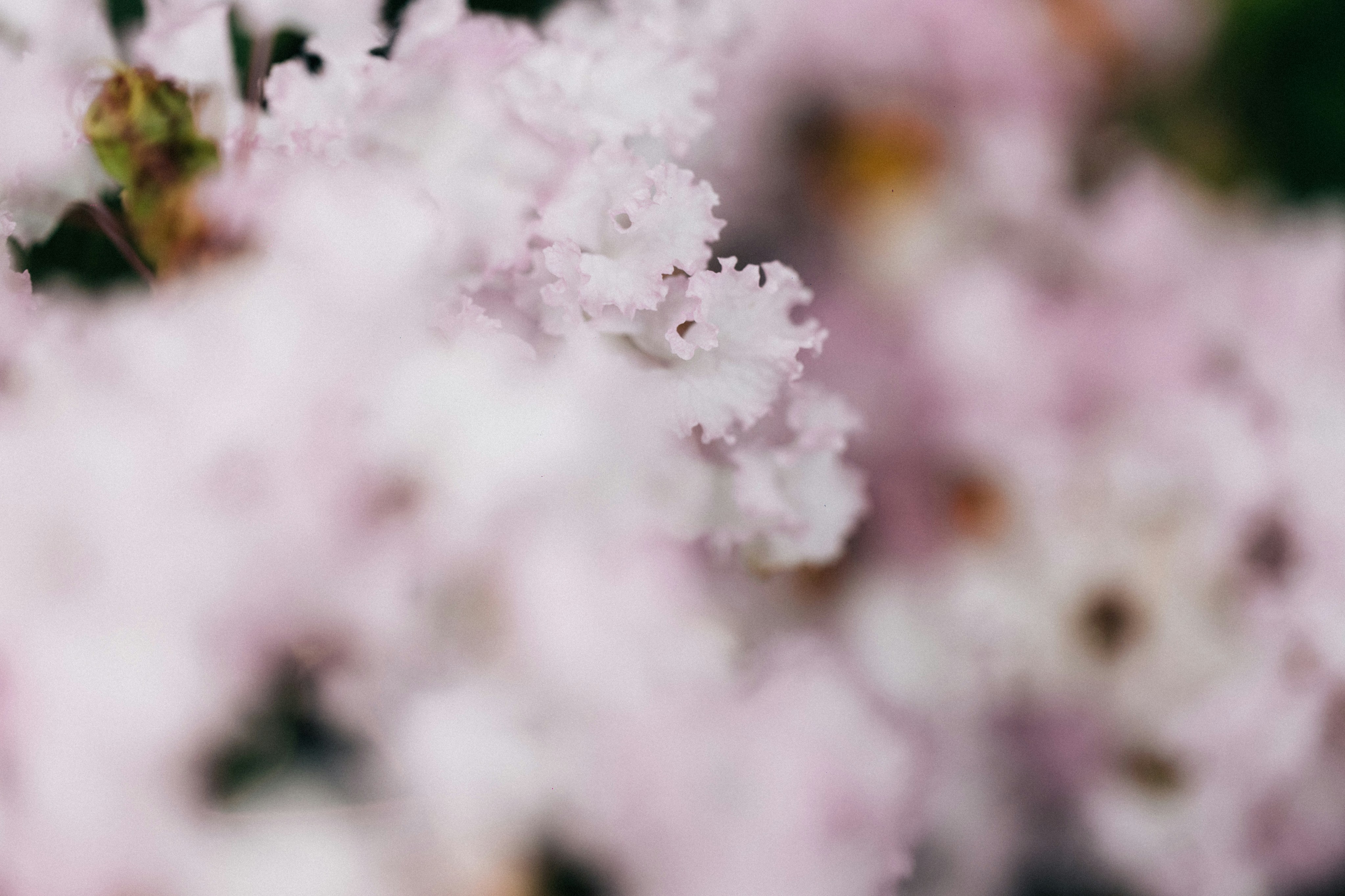 Photo by tsuyoshikozu