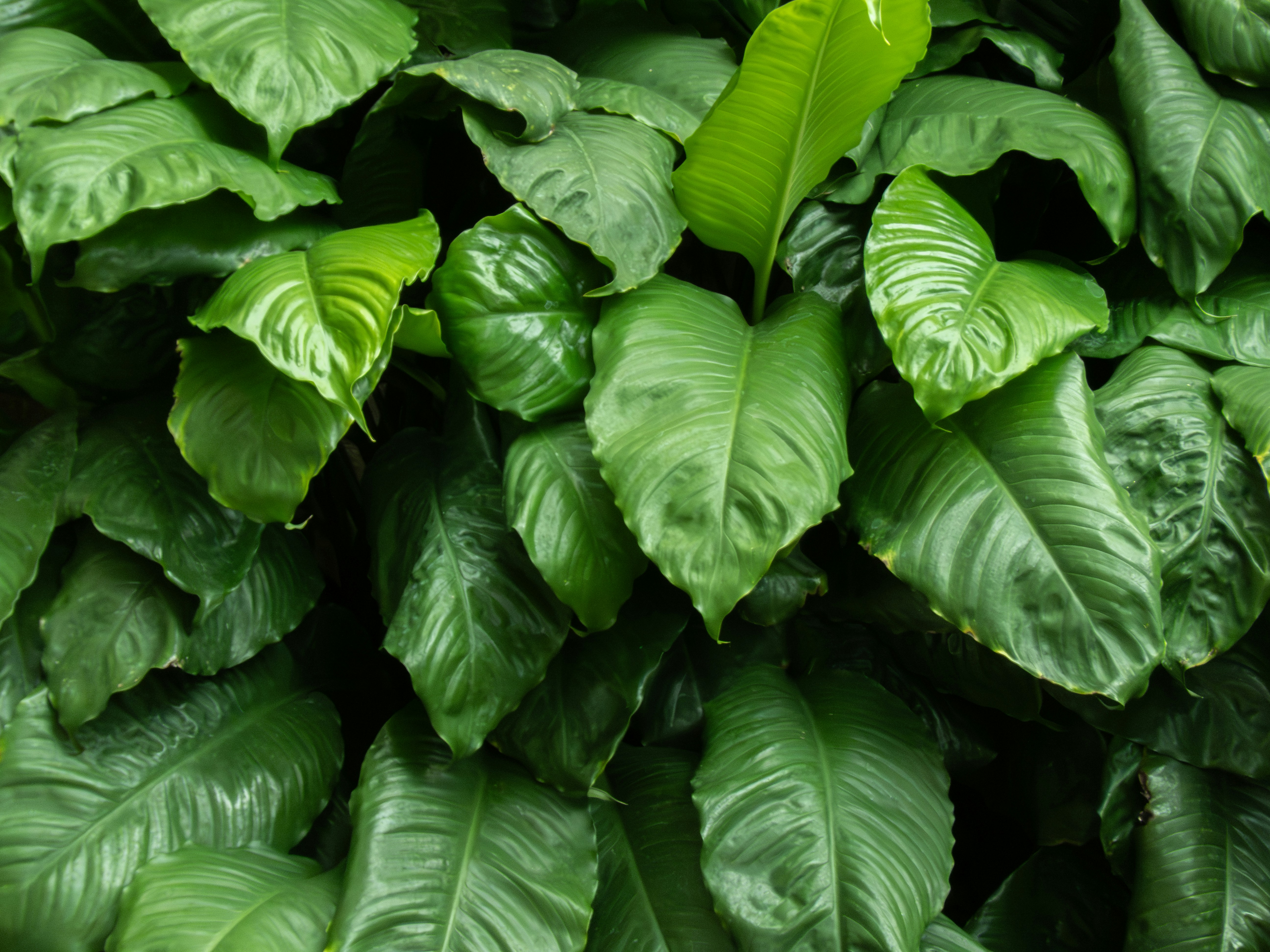 Photo by giliprasthadi