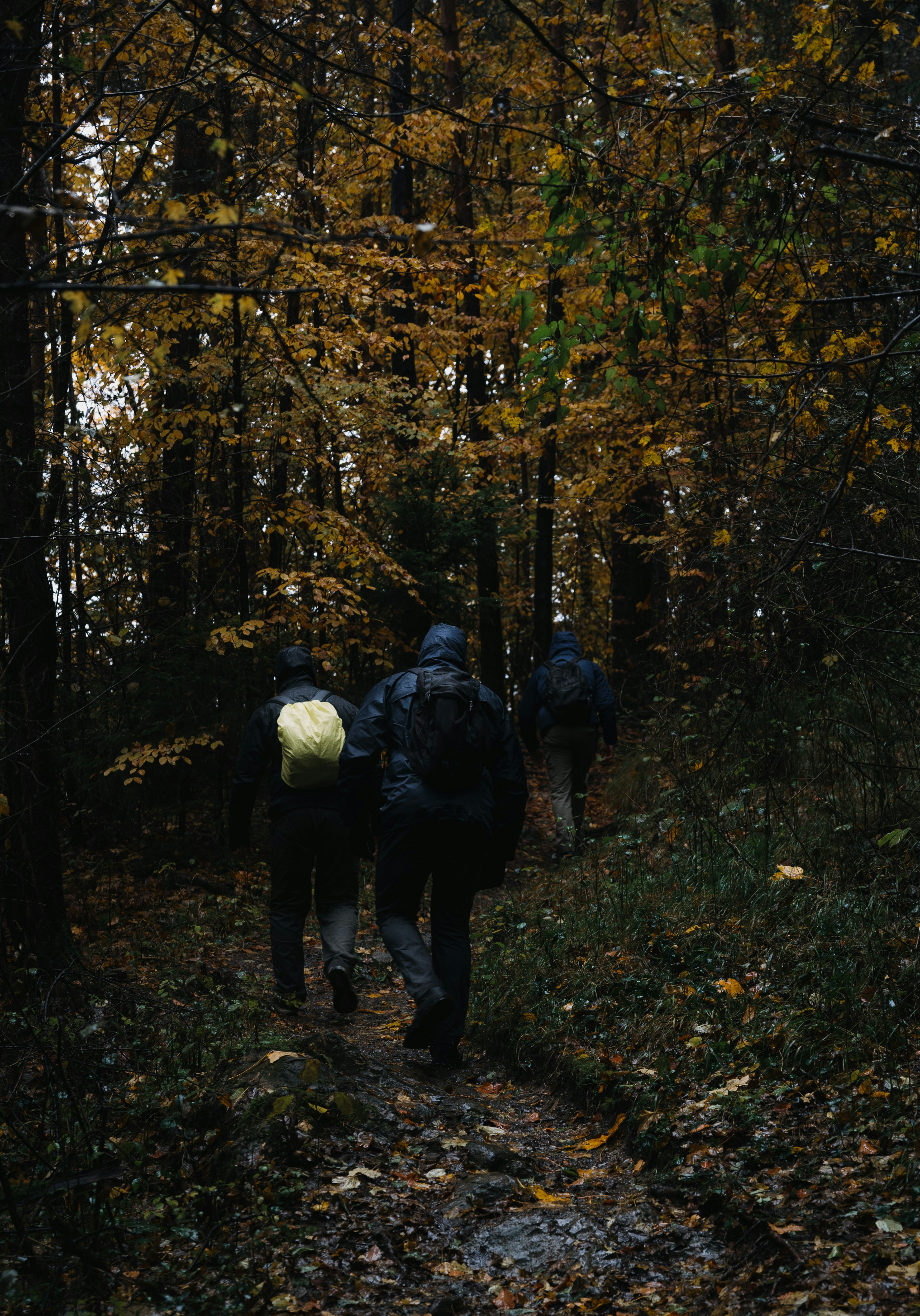 People hiking on a forest path in autumn