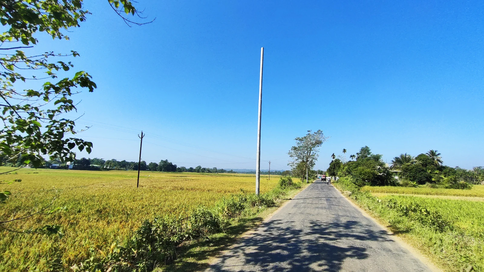 Approach road through golden fields