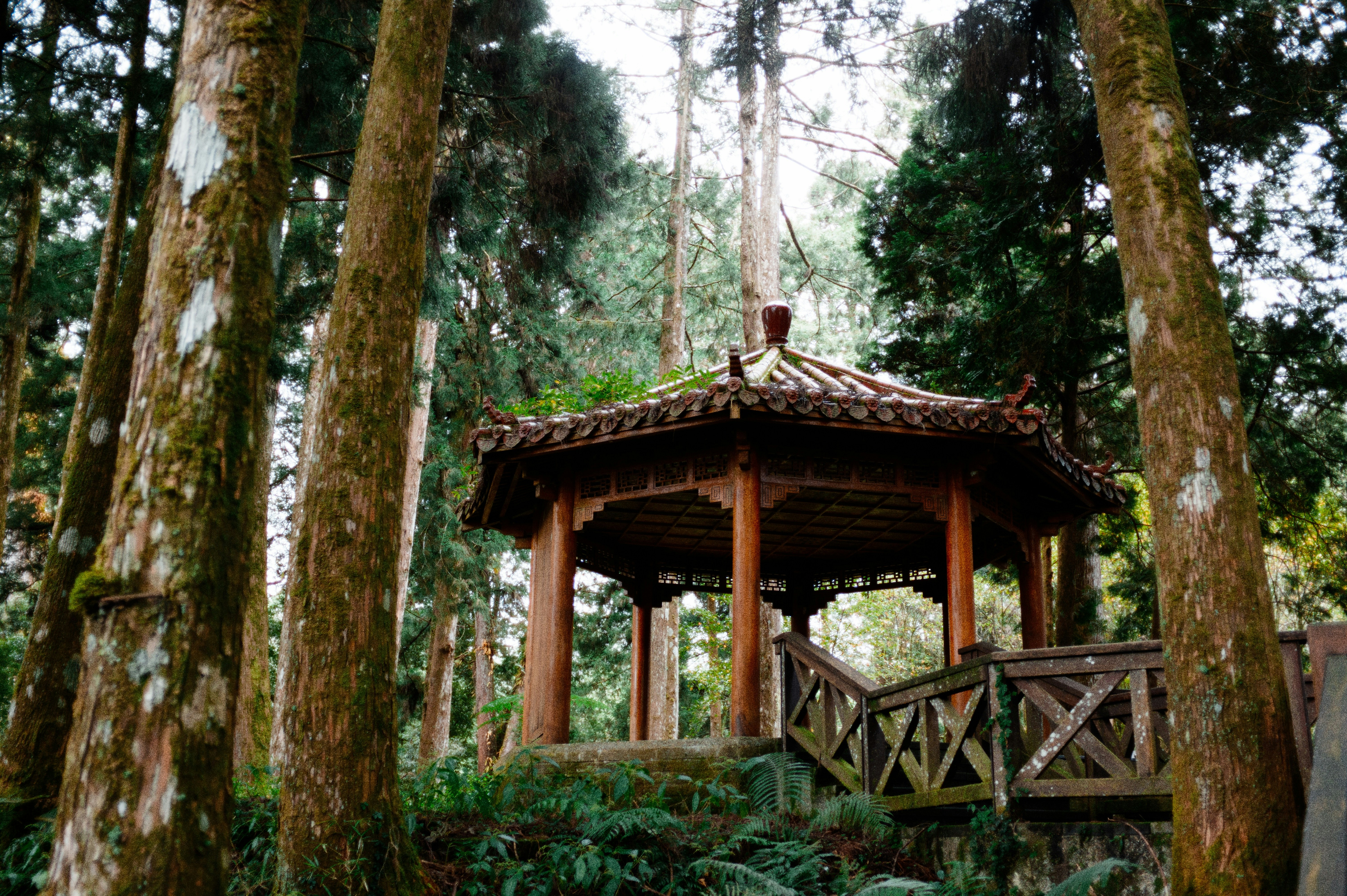 Wooden gazebo nestled among tall trees in a forest.