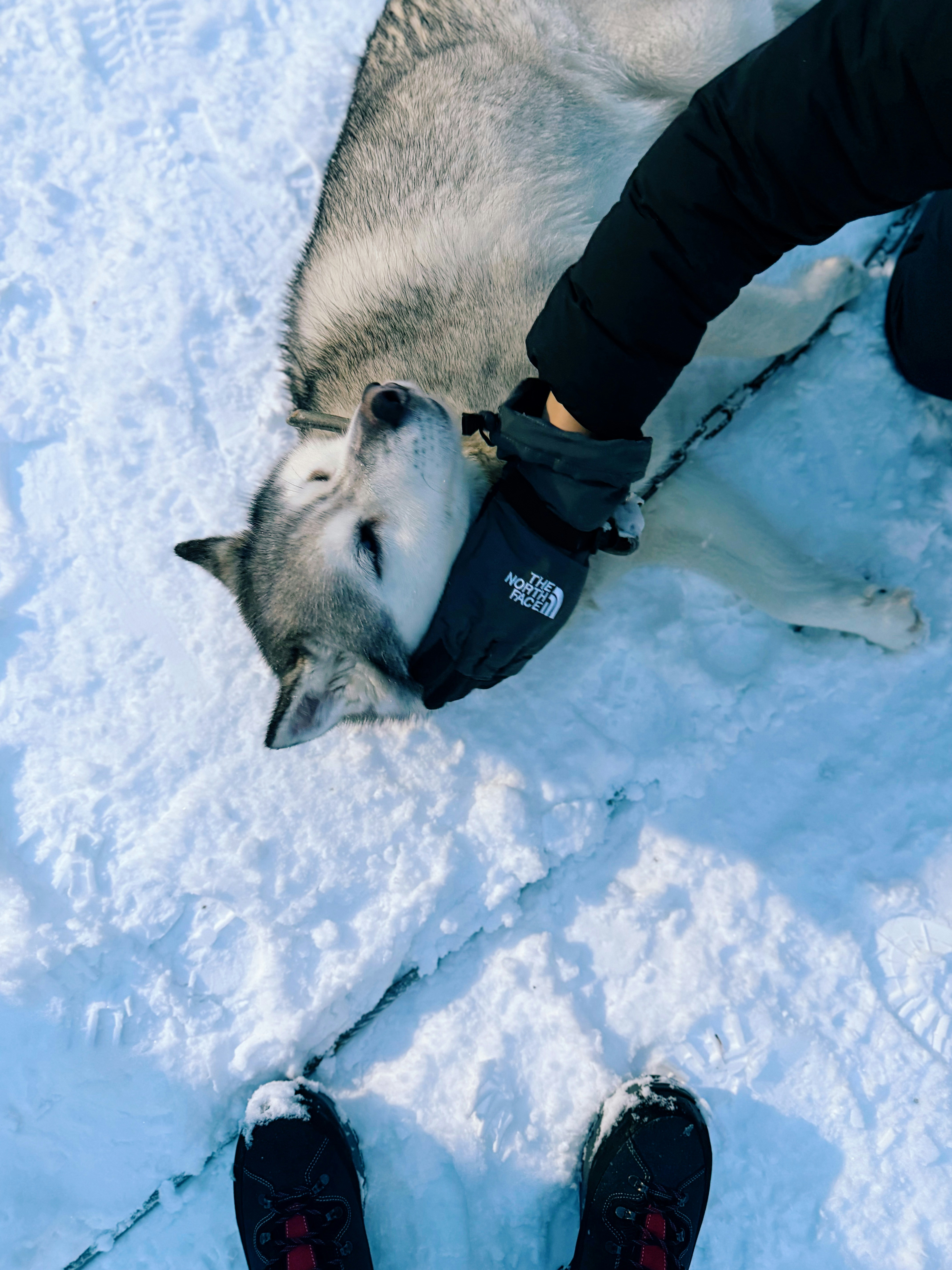 Un perro husky tumbado en la nieve mientras es acariciado