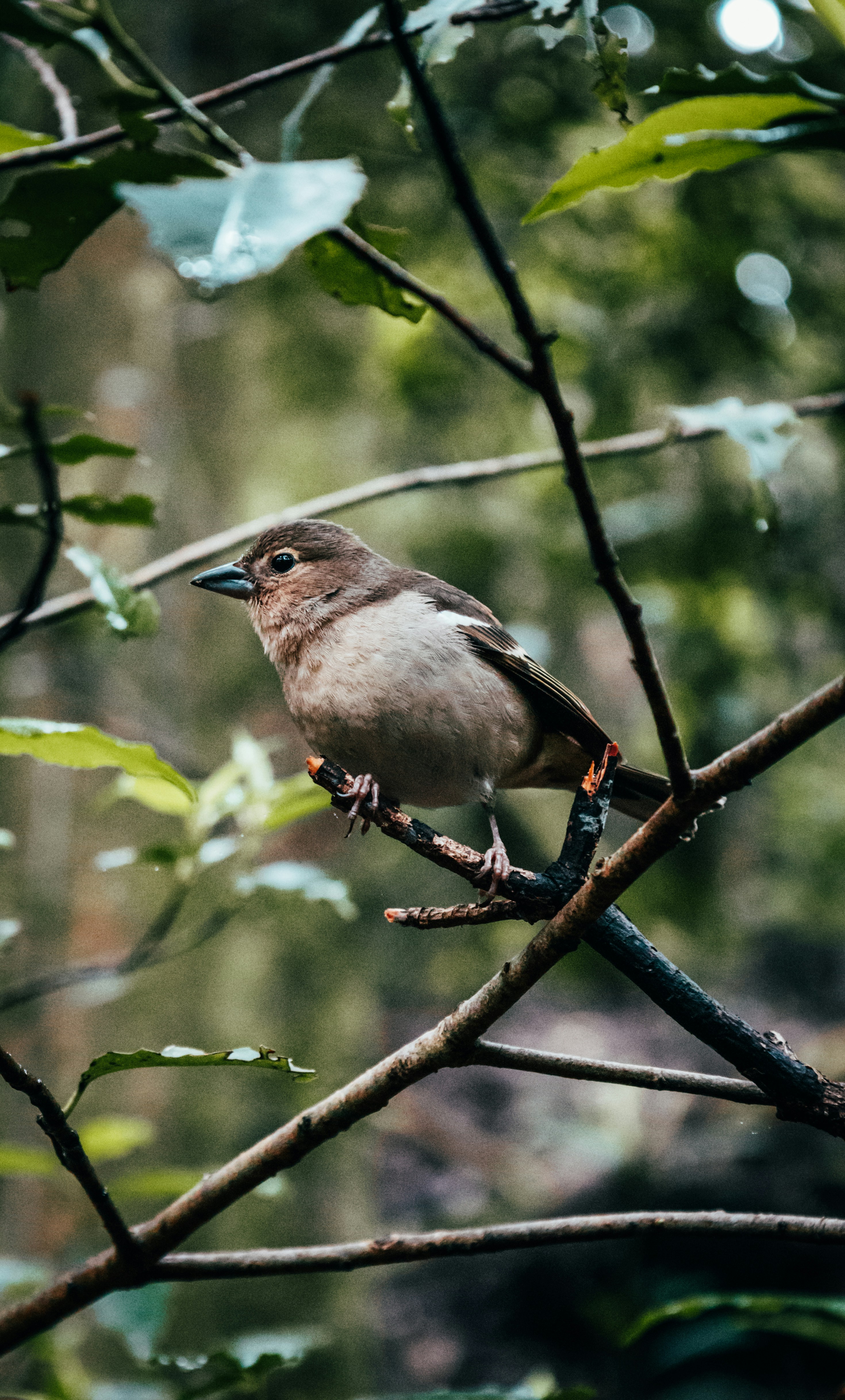 Un piccolo uccello appollaiato su un ramo d'albero