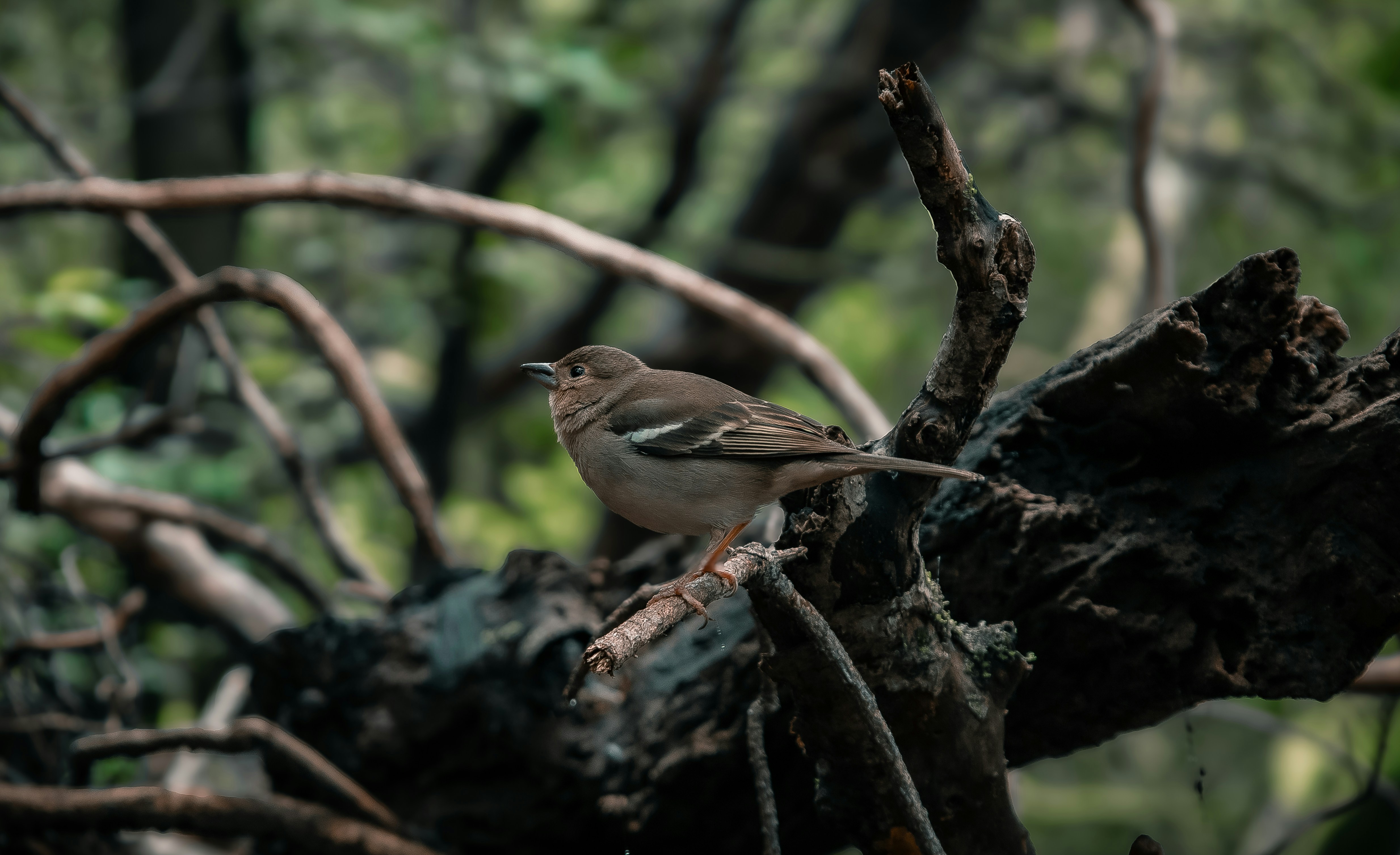Un piccolo uccello appollaiato su un ramo muschioso d'albero.