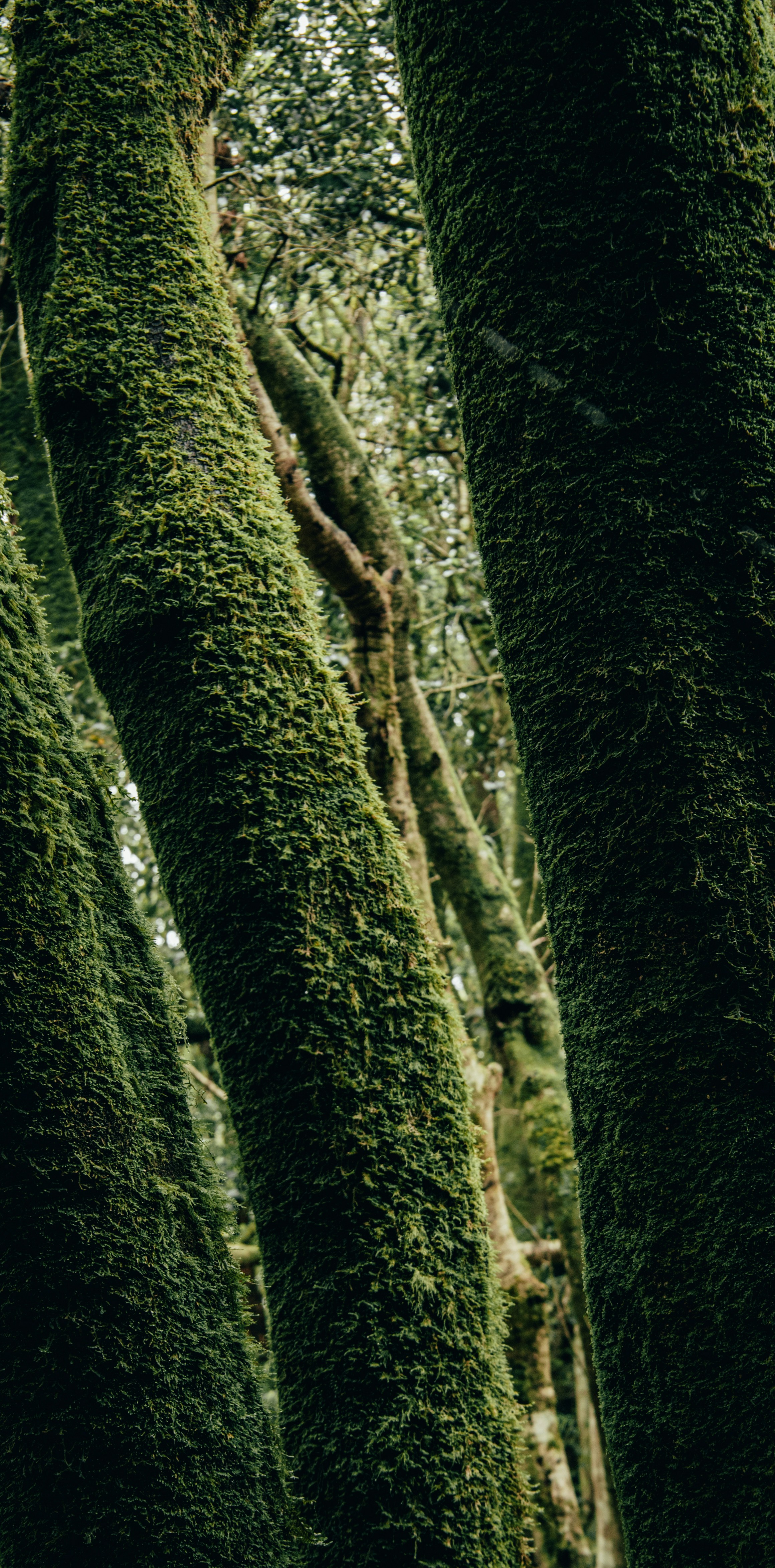 Alberi coperti di muschio in una foresta rigogliosa e verde.