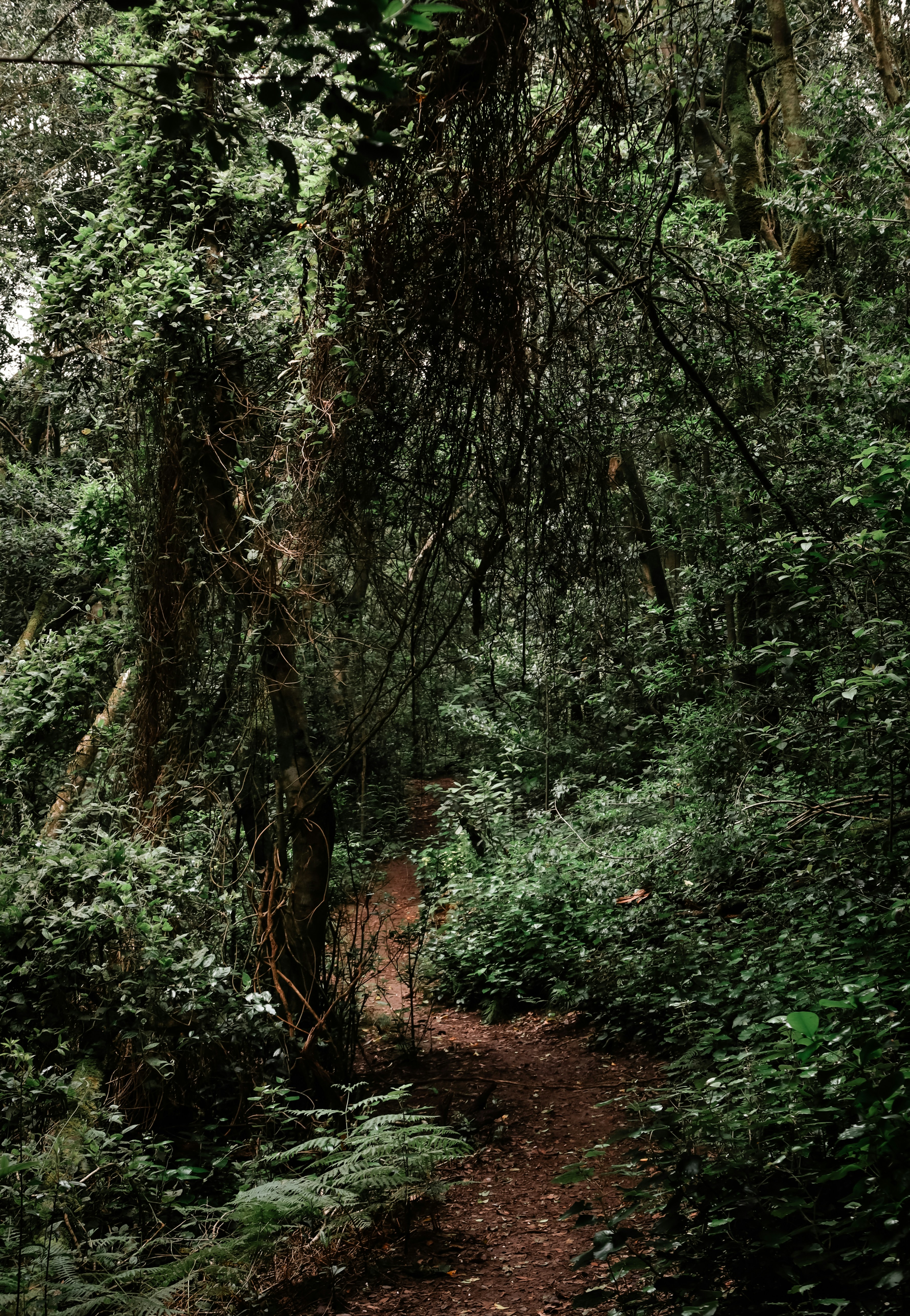 Un sentiero tortuoso attraverso una fitta foresta verde.