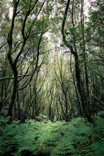 Dense forest with lush green ferns and gnarled trees