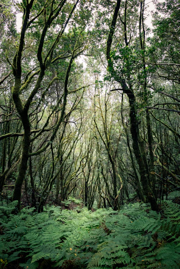 Dense forest with lush green ferns and gnarled trees