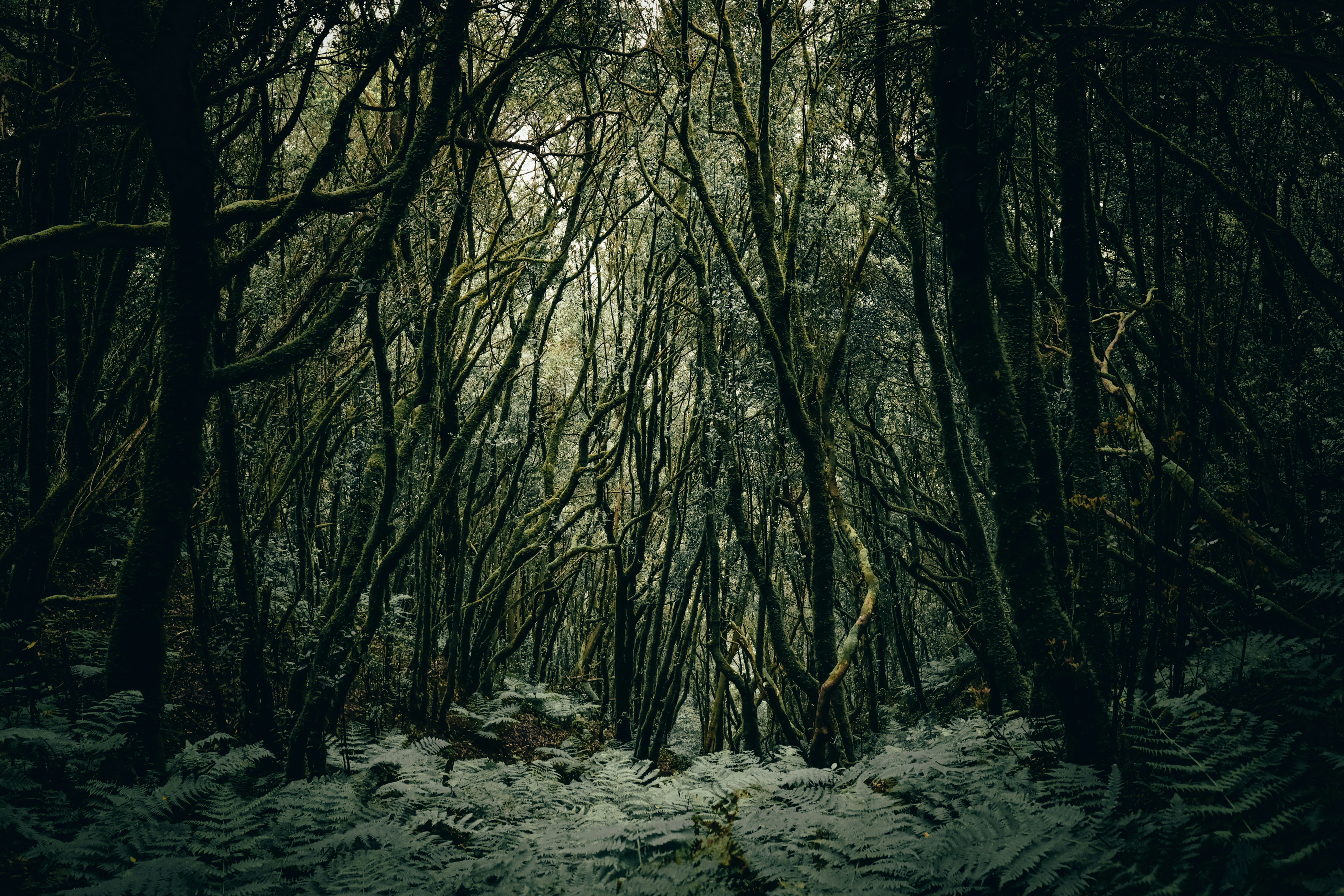 Foresta fitta e antica con alberi muschiosi e felci.