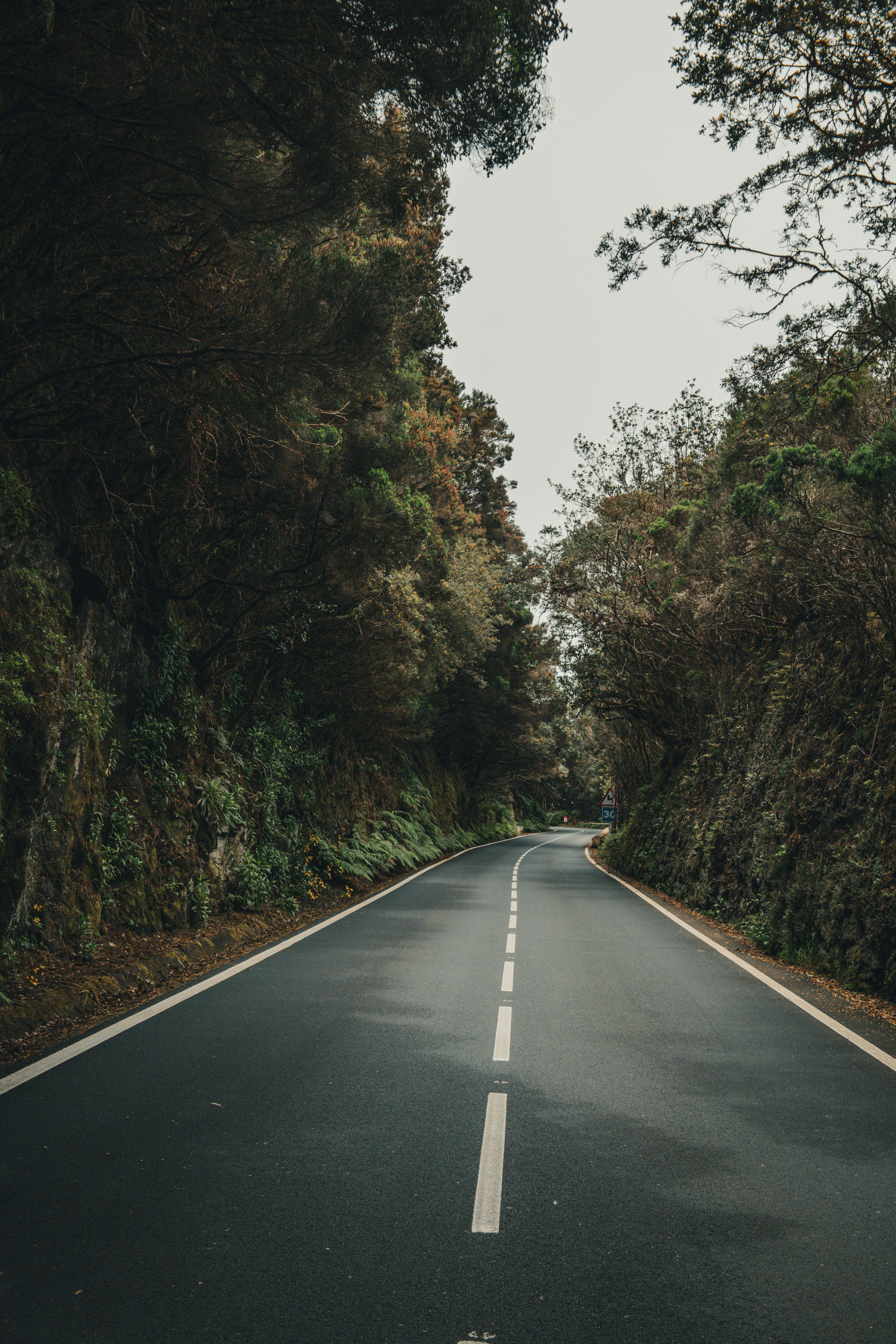 Una strada bagnata curva attraverso una fitta foresta verde.