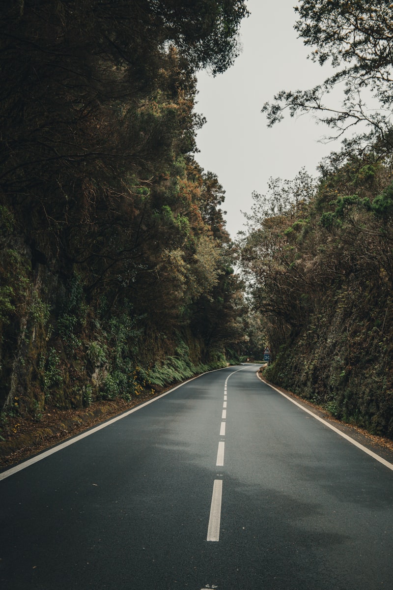 Una carretera mojada serpentea a través de un denso bosque verde.