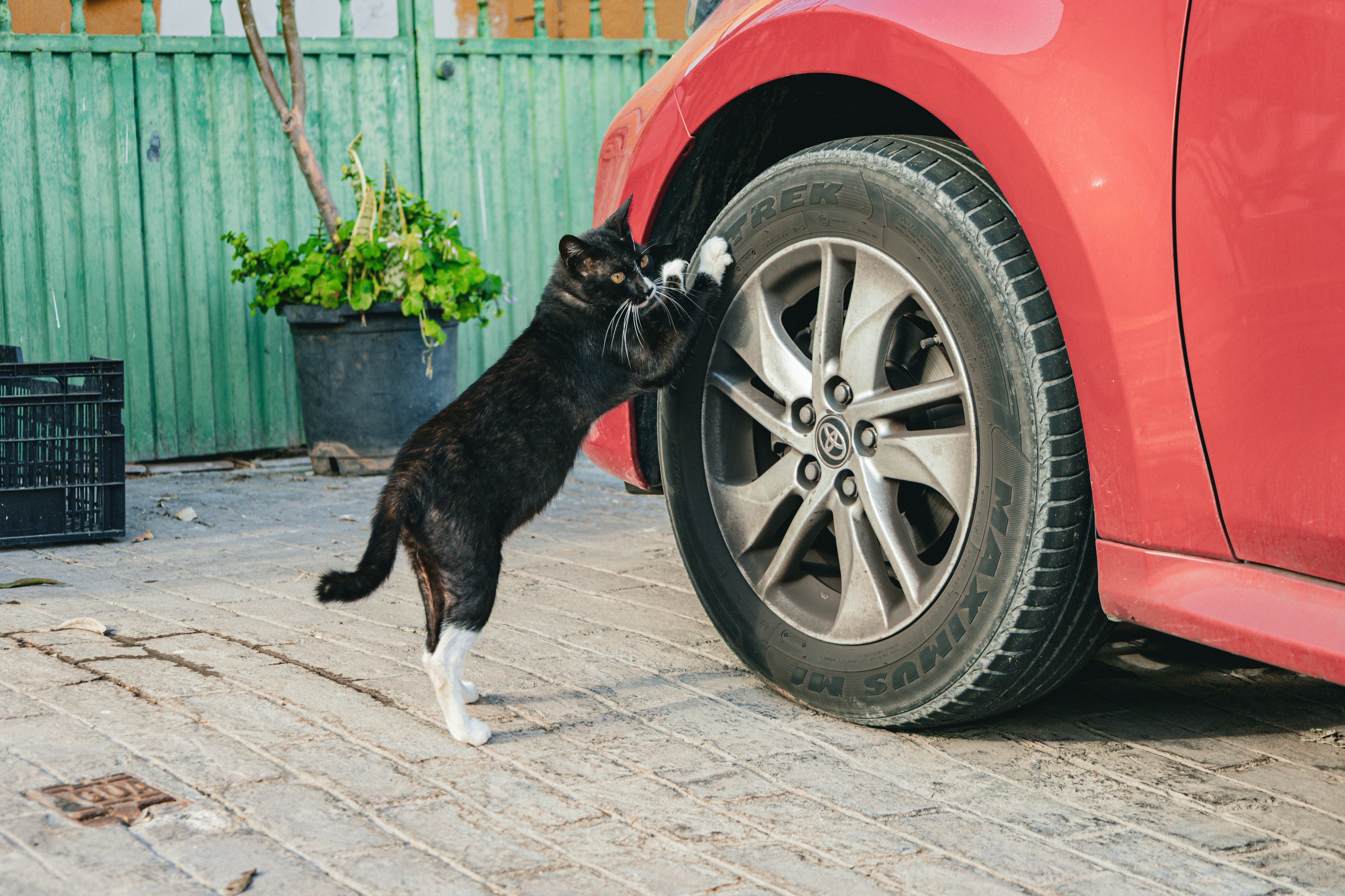 Un gatto bianco e nero che graffia la gomma di un'auto rossa.