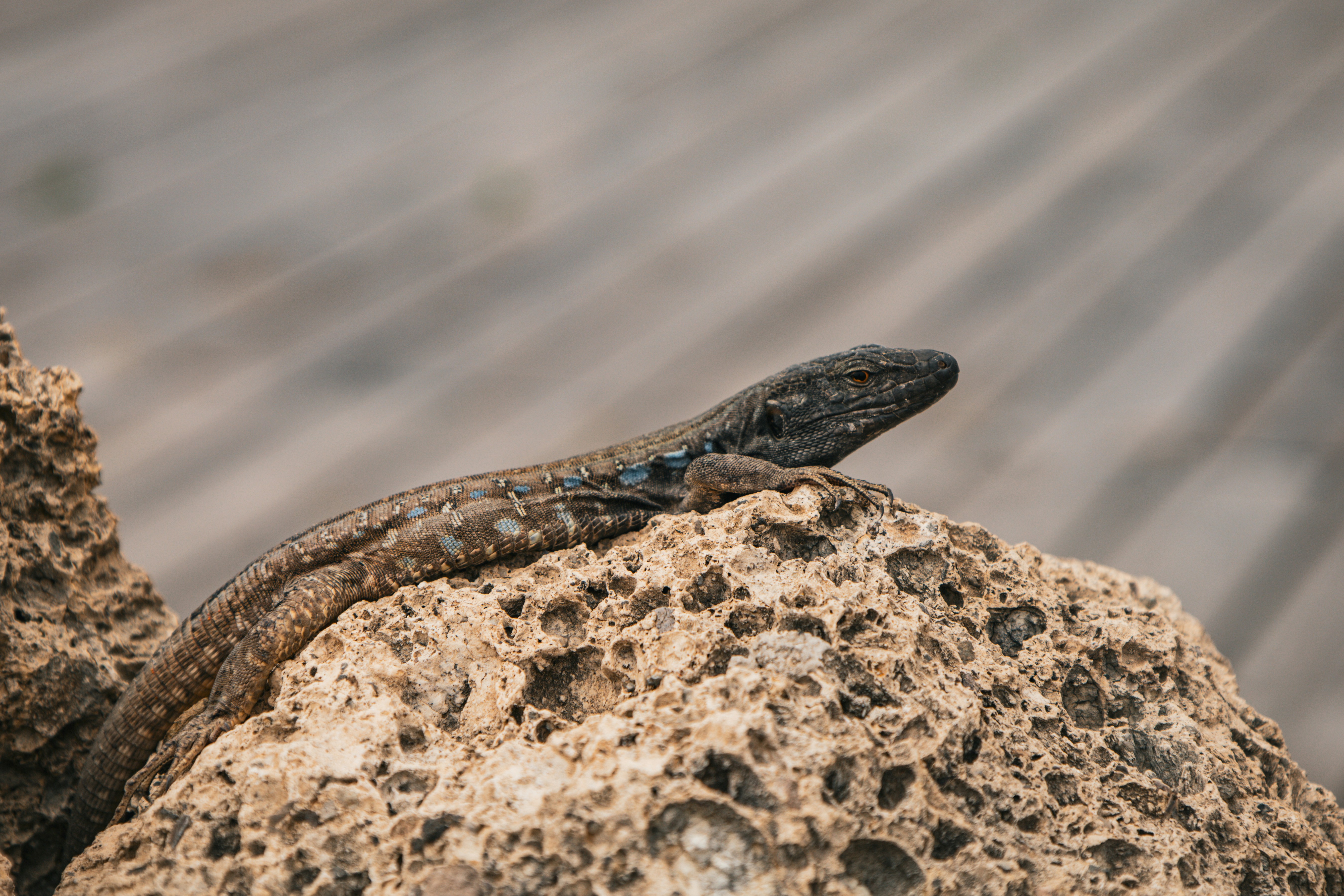 Una lucertola riposa su una roccia testurizzata.