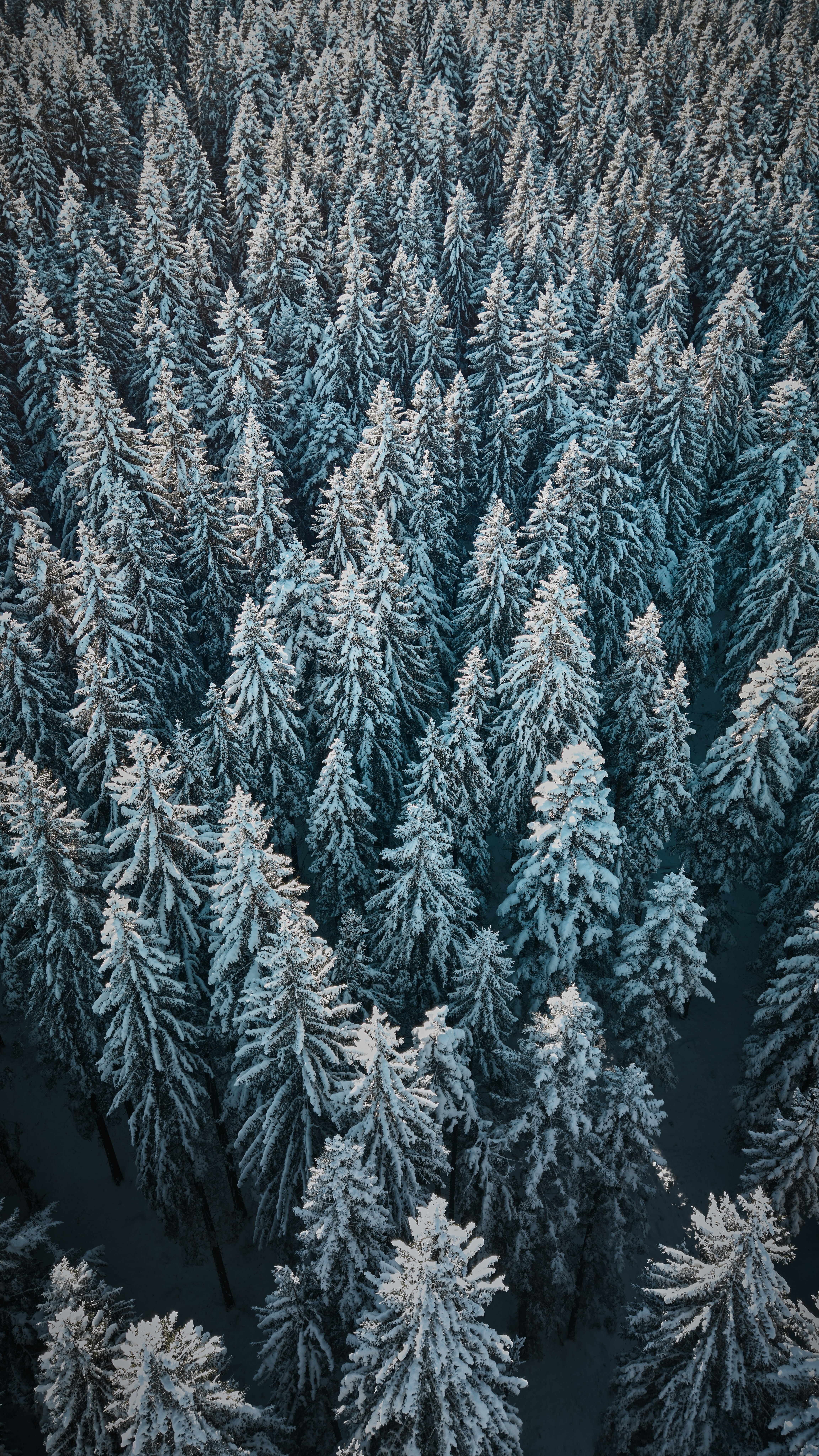 Aerial view of snow-covered pine trees in a forest.
