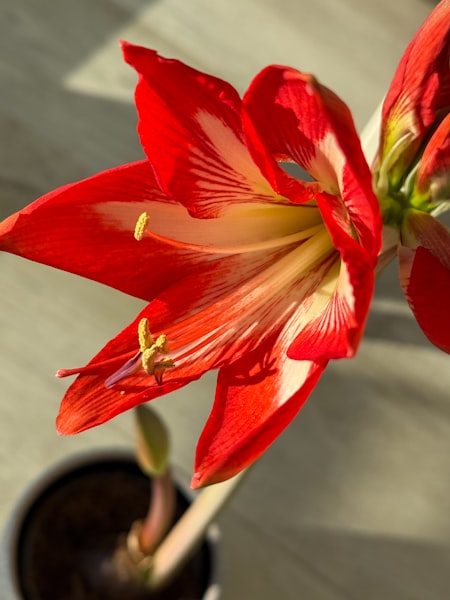 Amaryllis