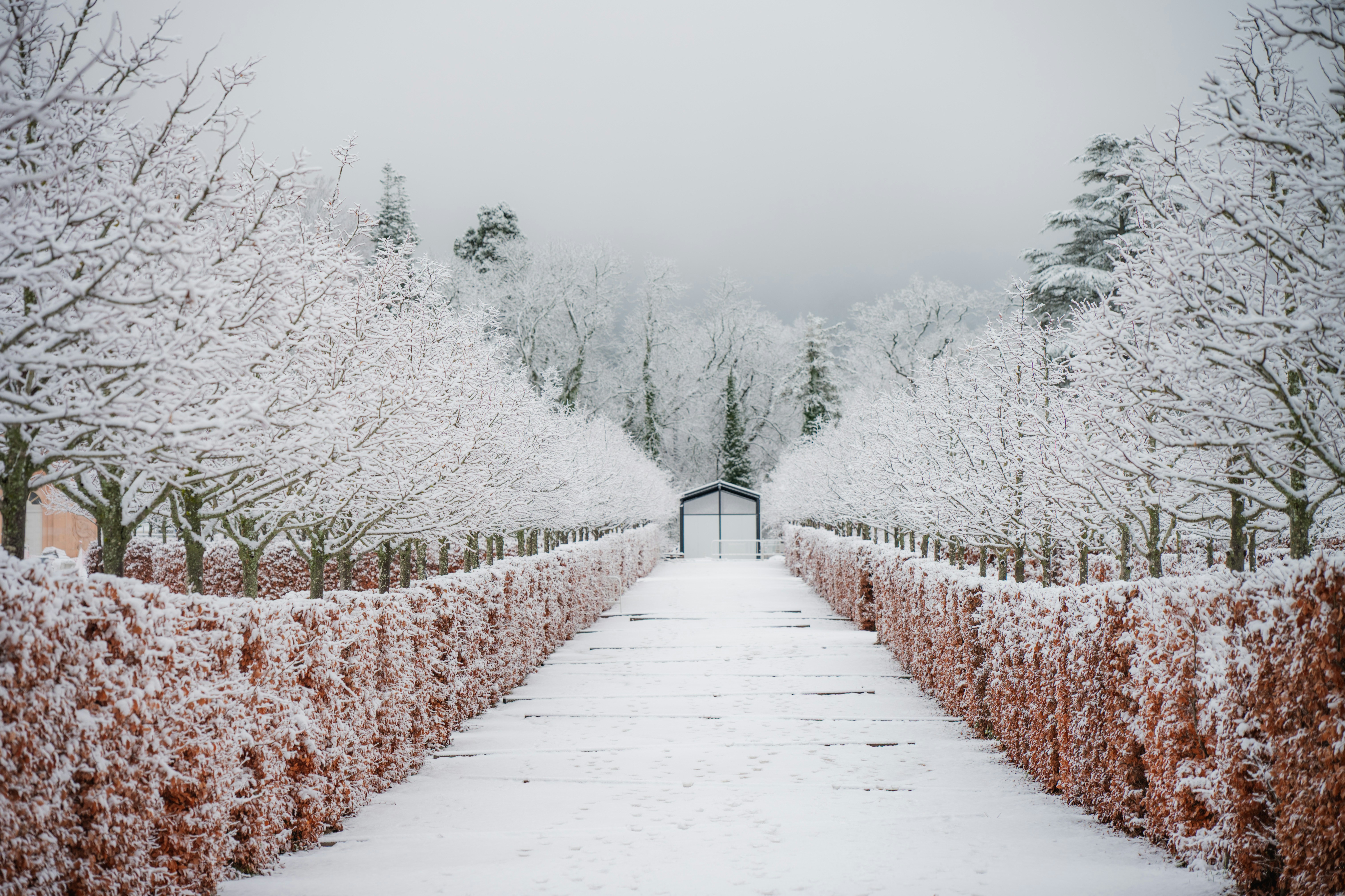 Snowy pathway lined with trees and hedges photo – Free Winter Image on ...