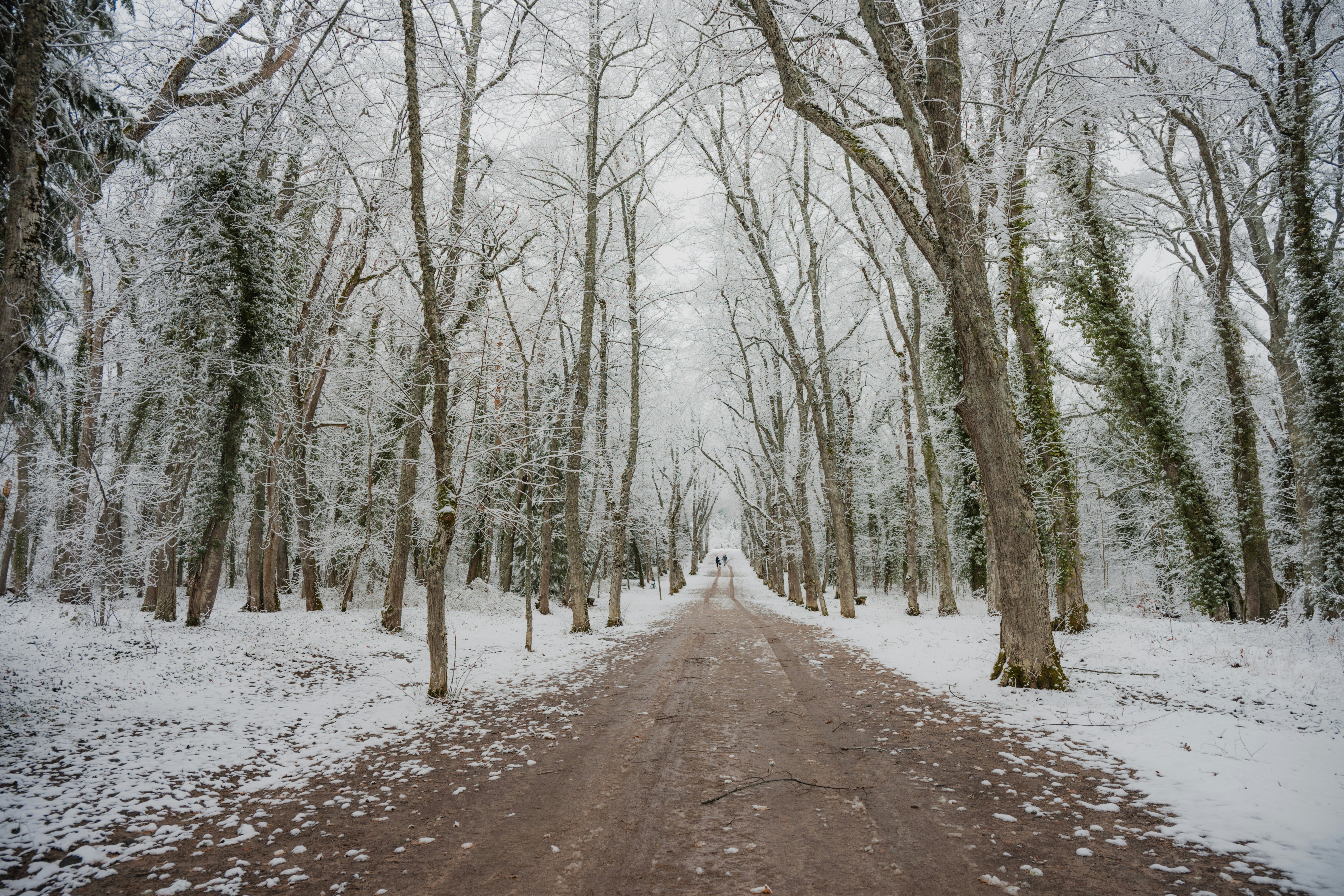 Snowy path through a winter forest with bare trees
