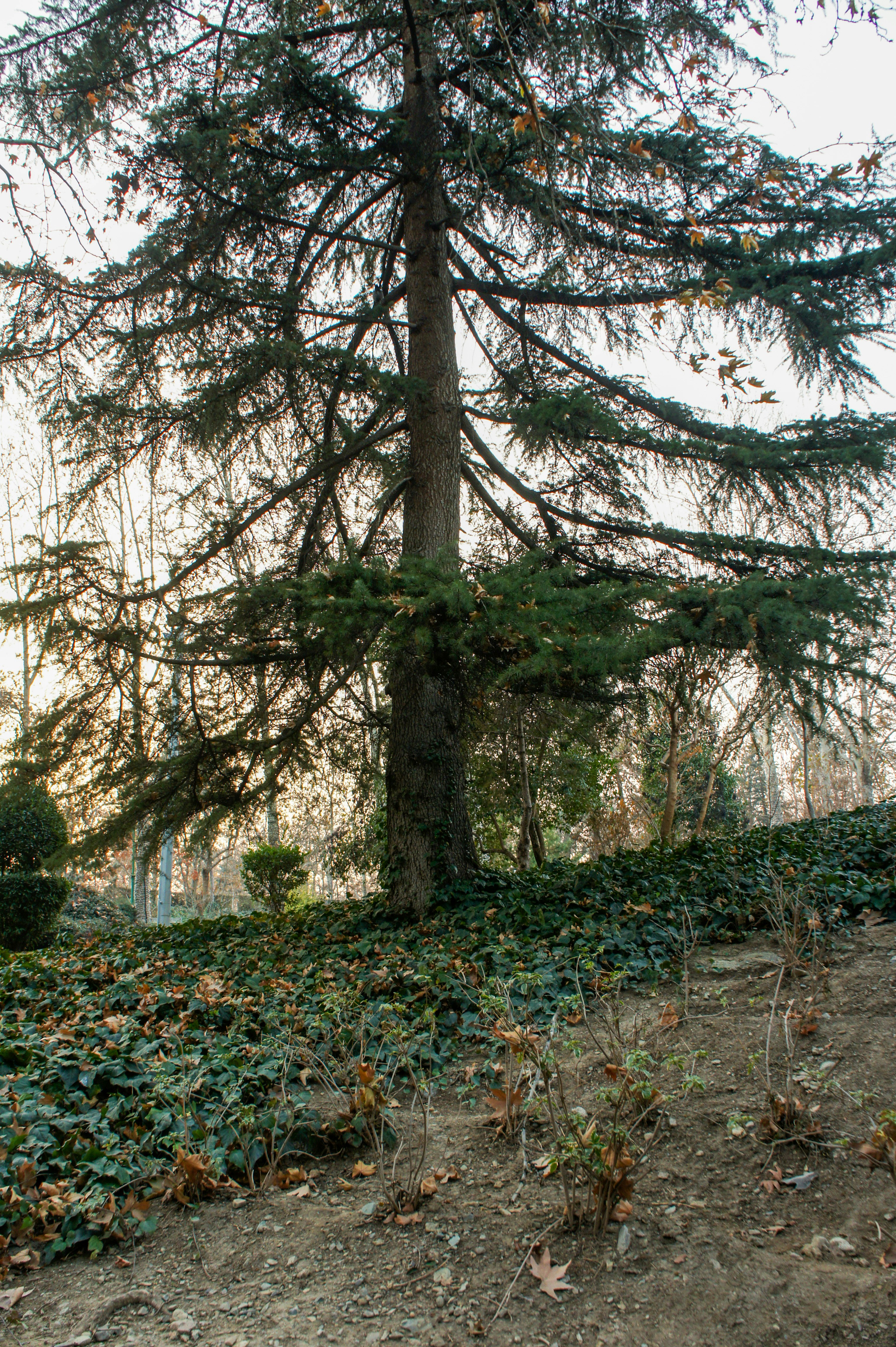 Large evergreen tree with dense branches in a park.