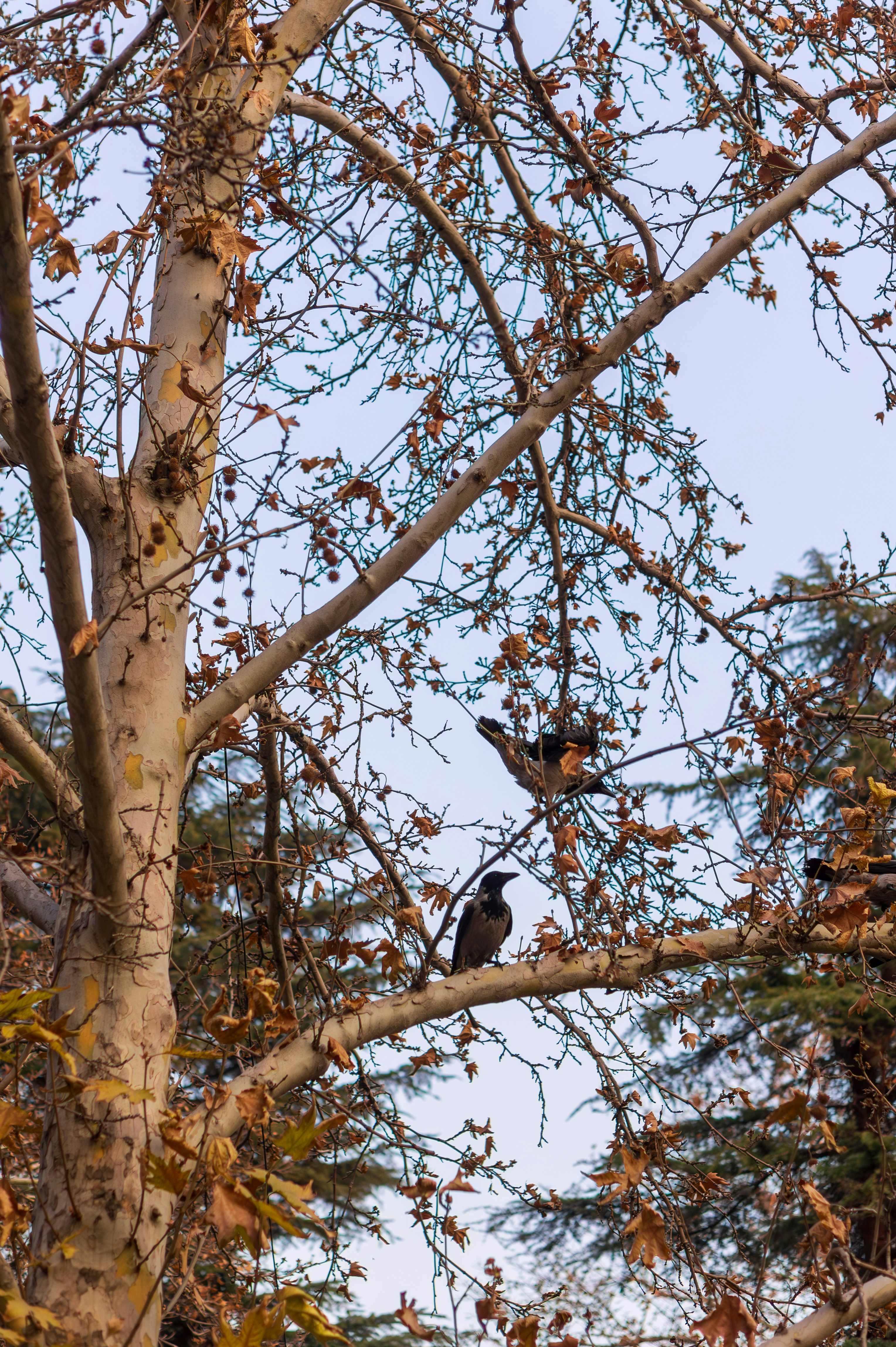 Two crows perched on a bare tree branch.