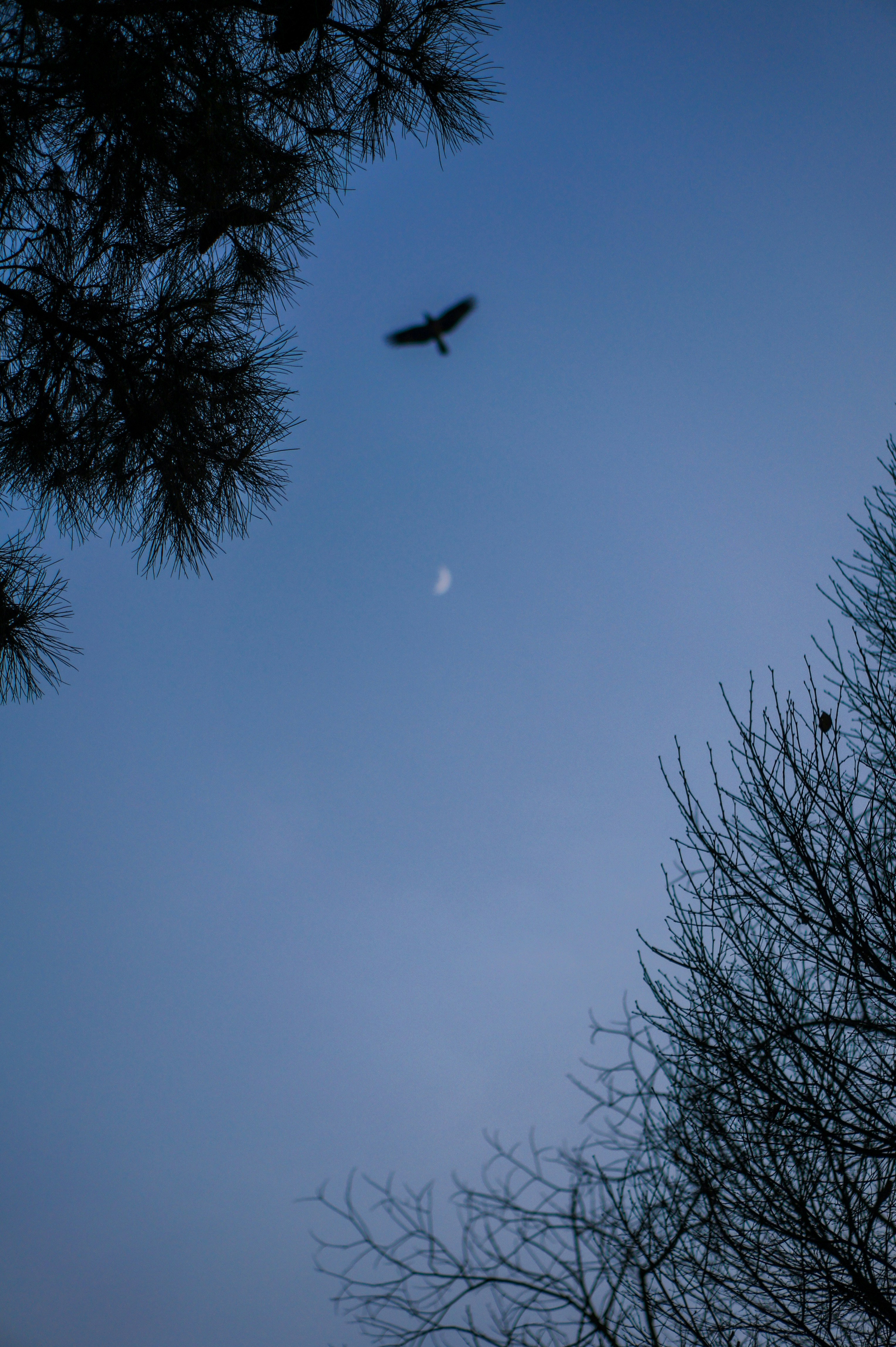 A bird flies under a crescent moon.