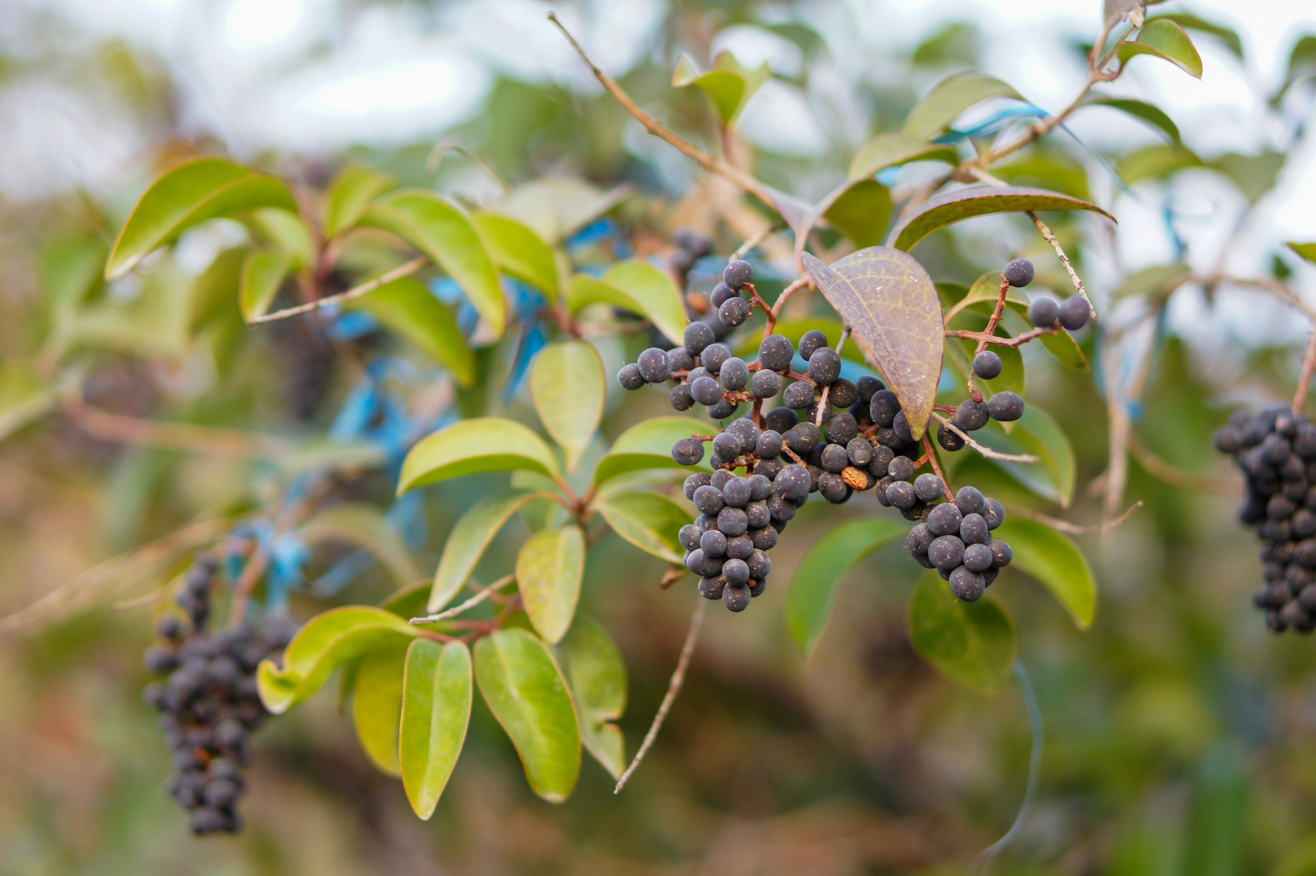Clusters of dark berries on a leafy branch