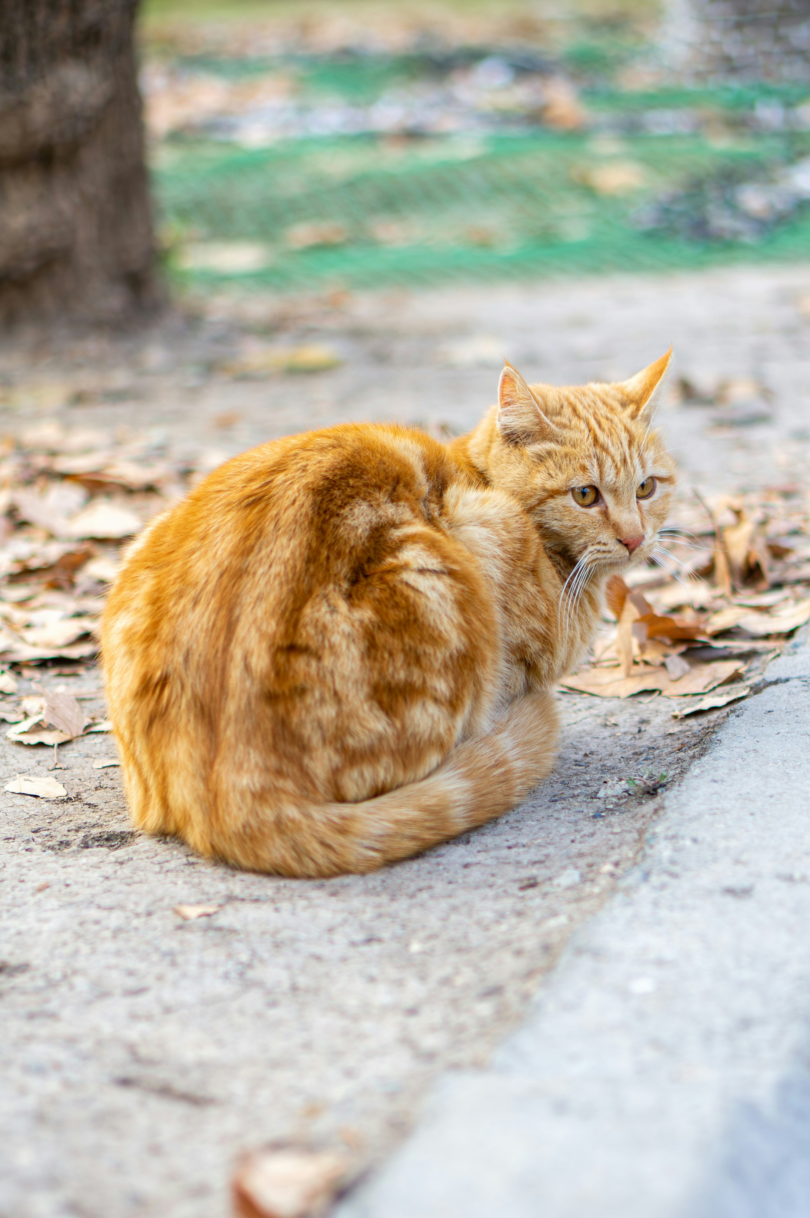 An orange tabby cat sits on the ground.